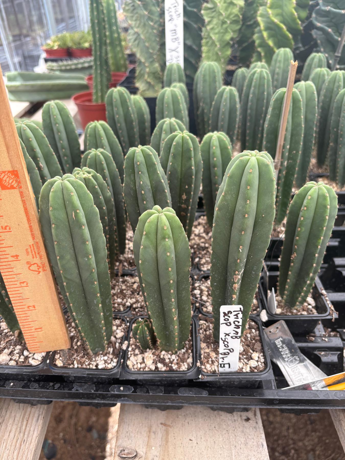 #EC378 EXACT Trichocereus Hybrid MB Scop X Dr.G Scop Cactus Seedling Cactus 6-7” approx-Cactus - Large - Exact-The Succulent Source