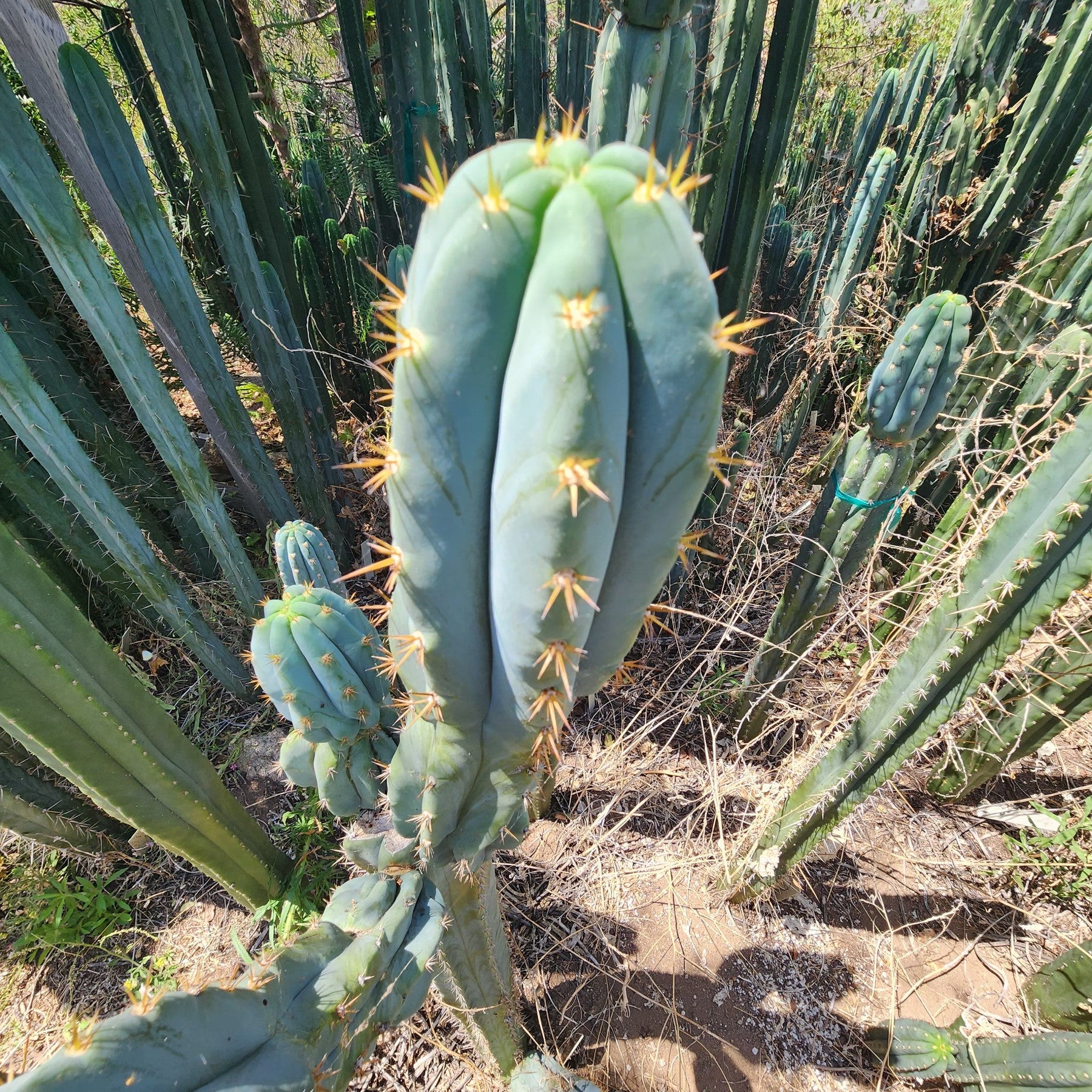 #EC379 EXACT Trichocereus Hybrid Anok X SS02 Cactus Cutting 7-8"-Cactus - Large - Exact-The Succulent Source