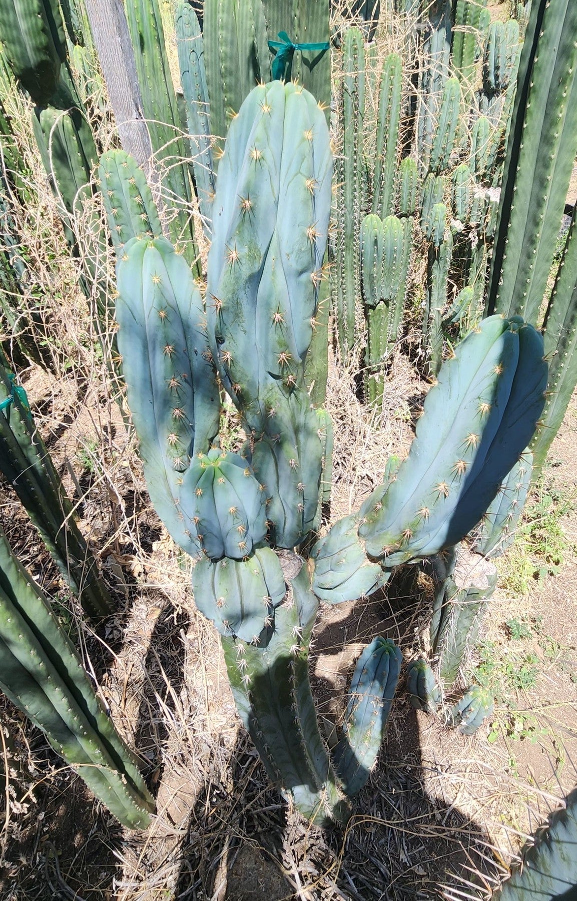 #EC379 EXACT Trichocereus Hybrid Anok X SS02 Cactus Cutting 7-8"-Cactus - Large - Exact-The Succulent Source