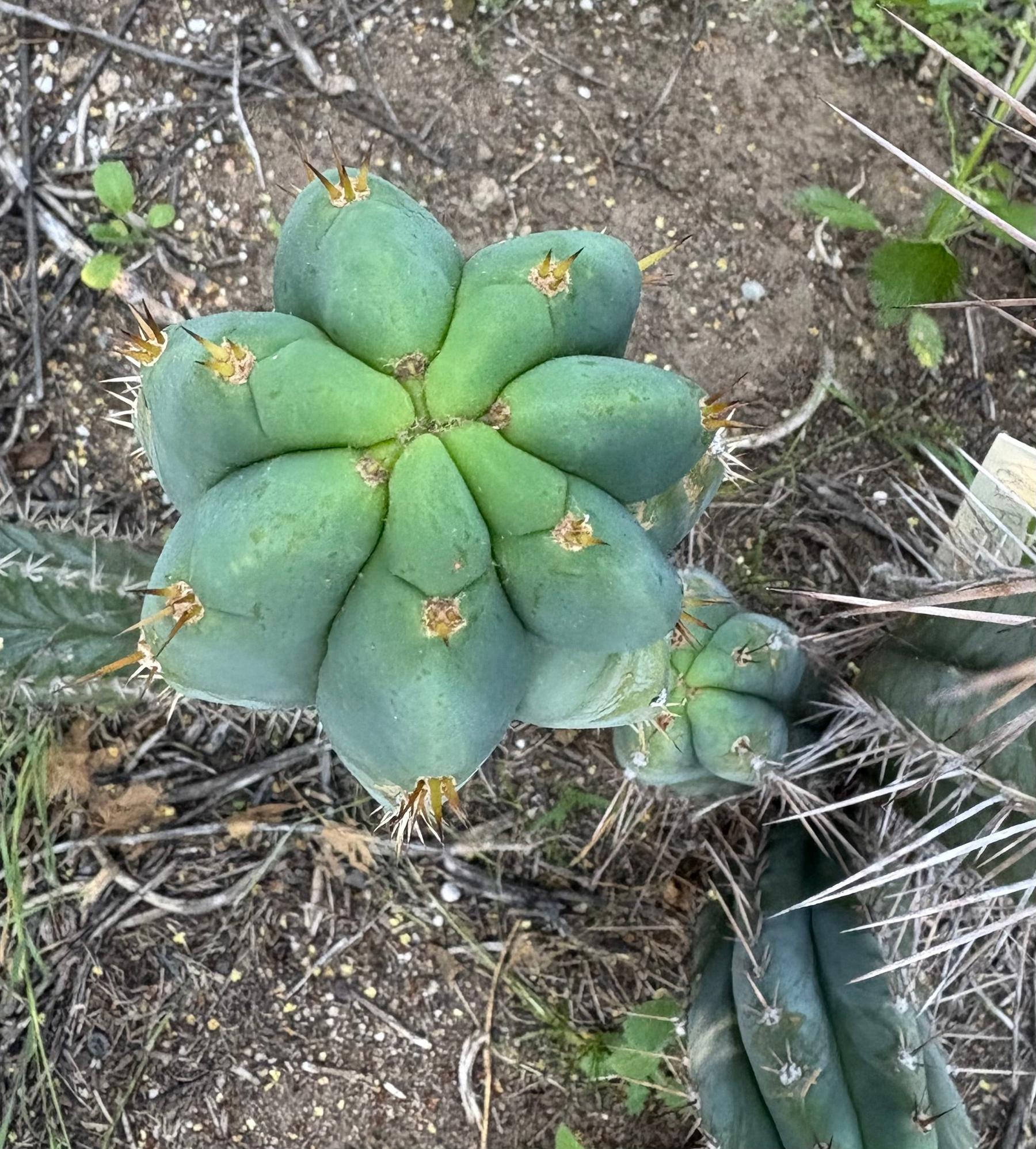 #EC379 EXACT Trichocereus Hybrid Anok X SS02 Cactus Cutting 7-8"-Cactus - Large - Exact-The Succulent Source