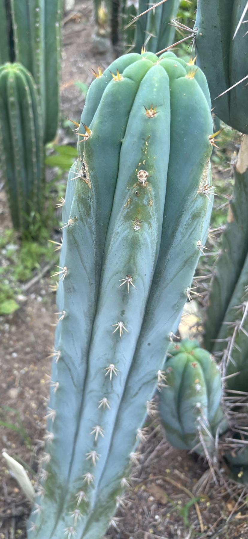 #EC379 EXACT Trichocereus Hybrid Anok X SS02 Cactus Cutting 7-8"-Cactus - Large - Exact-The Succulent Source