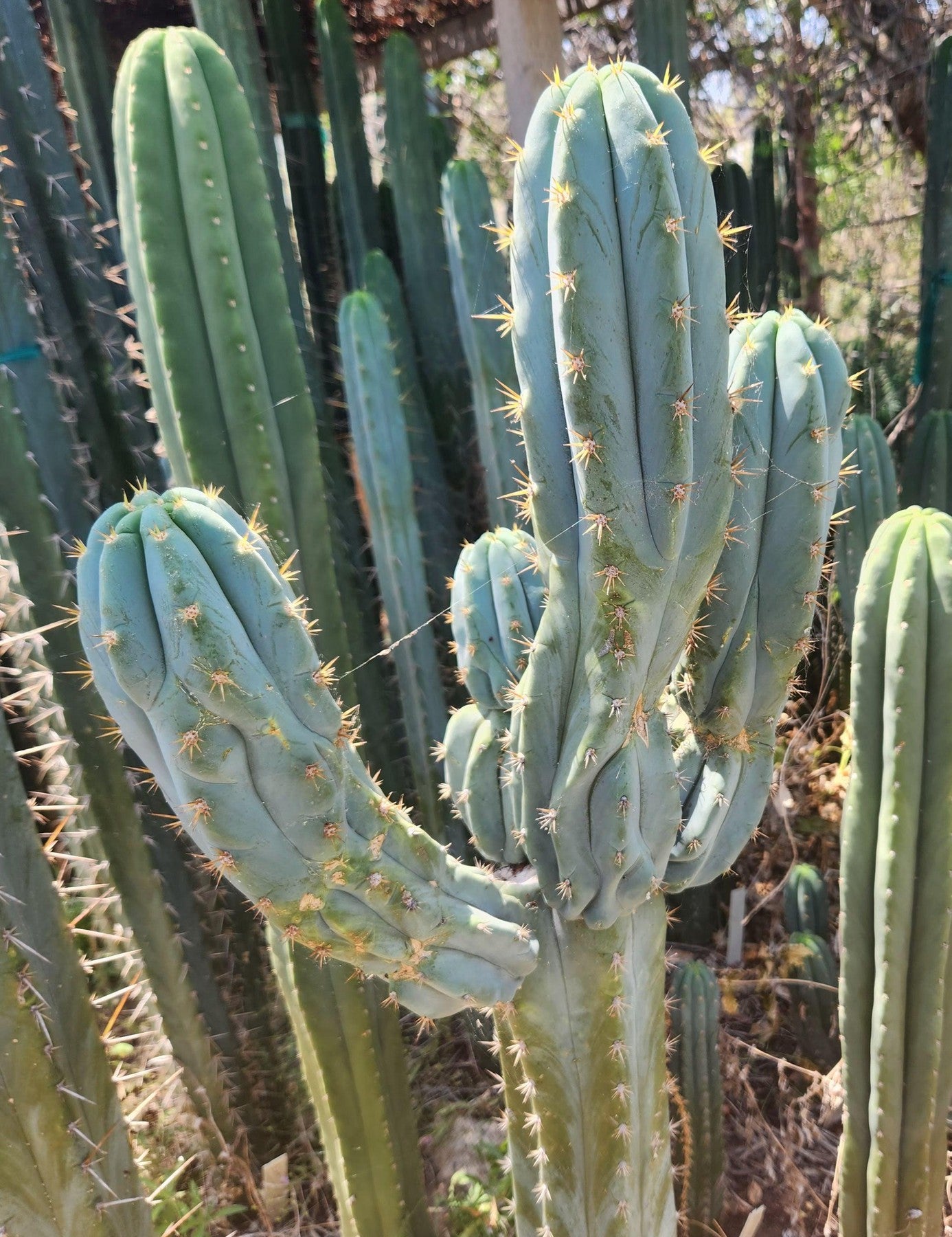 #EC379 EXACT Trichocereus Hybrid Anok X SS02 Cactus Cutting 7-8"-Cactus - Large - Exact-The Succulent Source