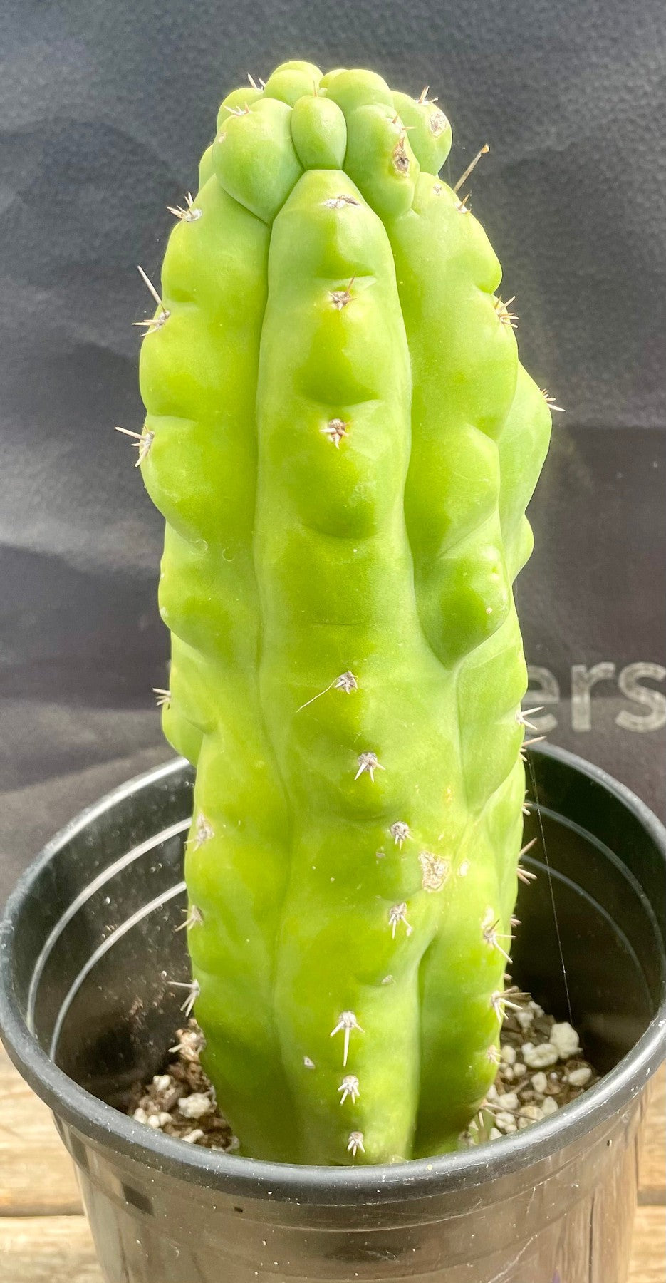 #EC38 EXACT Trichocereus Pachanoi Monstrose TPM Cactus 10.5"-Cactus - Large - Exact-The Succulent Source