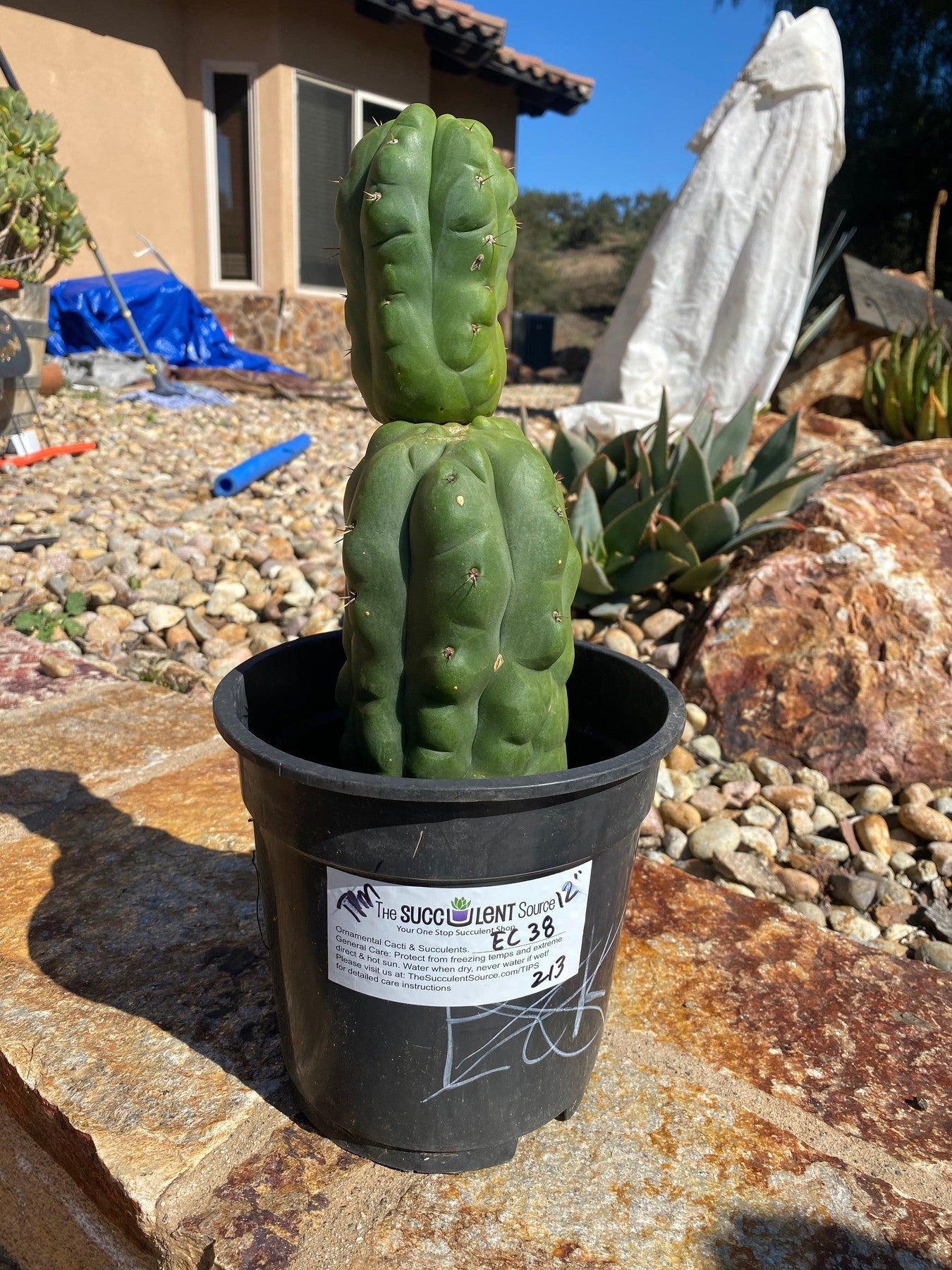 #EC38 EXACT Trichocereus Pachanoi Monstrose TPM Cactus 12-Cactus - Large - Exact-The Succulent Source