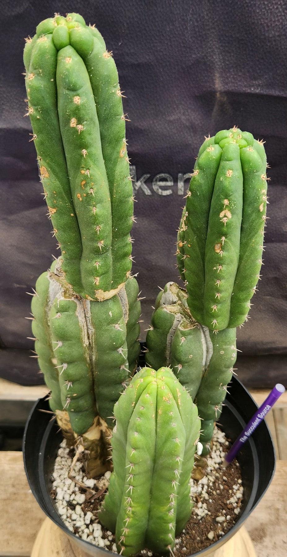 #EC38 EXACT Trichocereus Pachanoi Monstrose TPM Cactus 16, 14, 9"-Cactus - Large - Exact-The Succulent Source