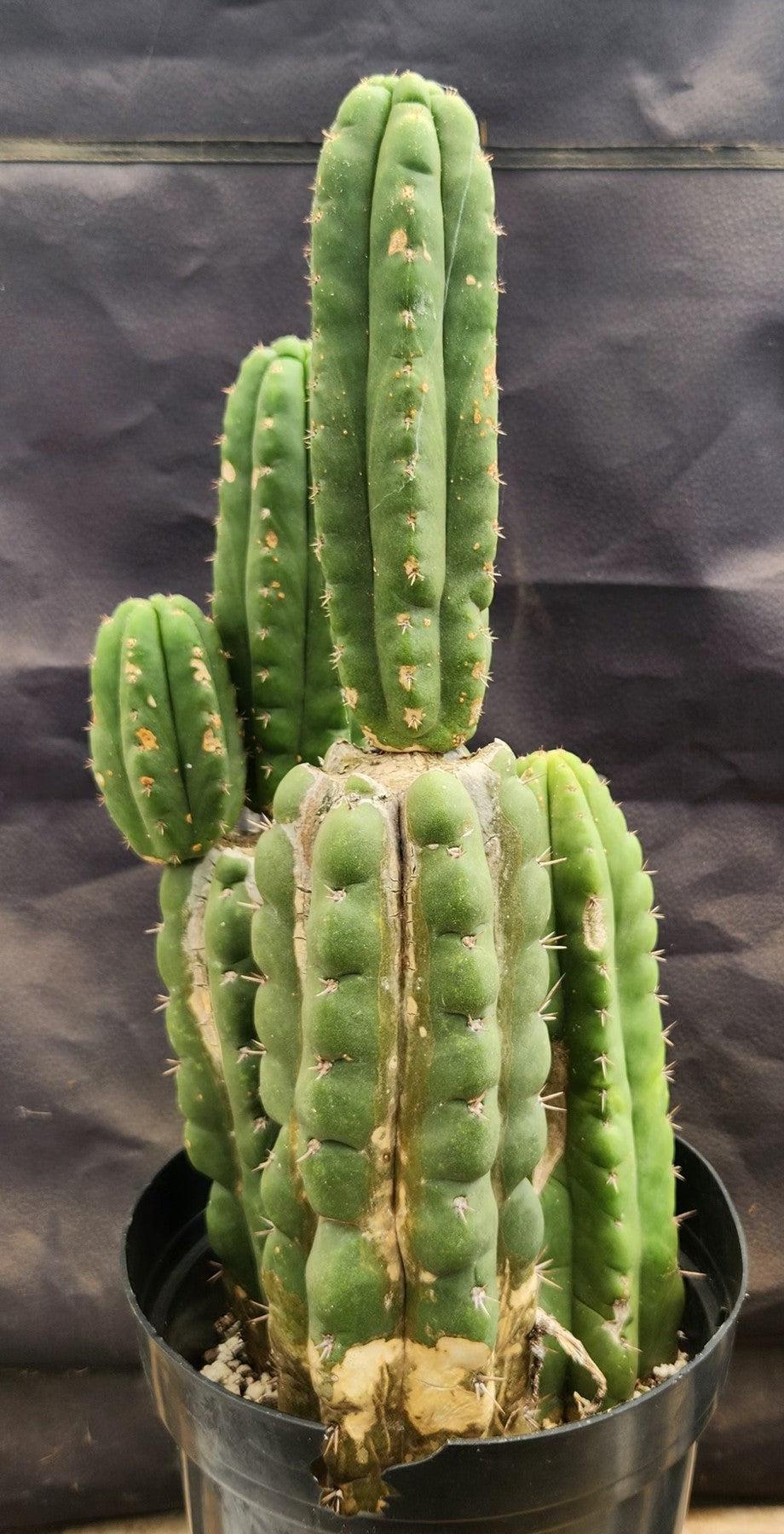 #EC38 EXACT Trichocereus Pachanoi Monstrose TPM Cactus 16, 14, 9"-Cactus - Large - Exact-The Succulent Source