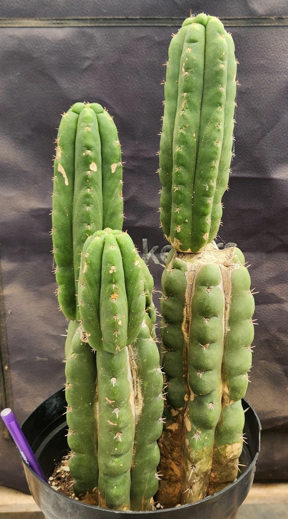 #EC38 EXACT Trichocereus Pachanoi Monstrose TPM Cactus 16, 14, 9"-Cactus - Large - Exact-The Succulent Source