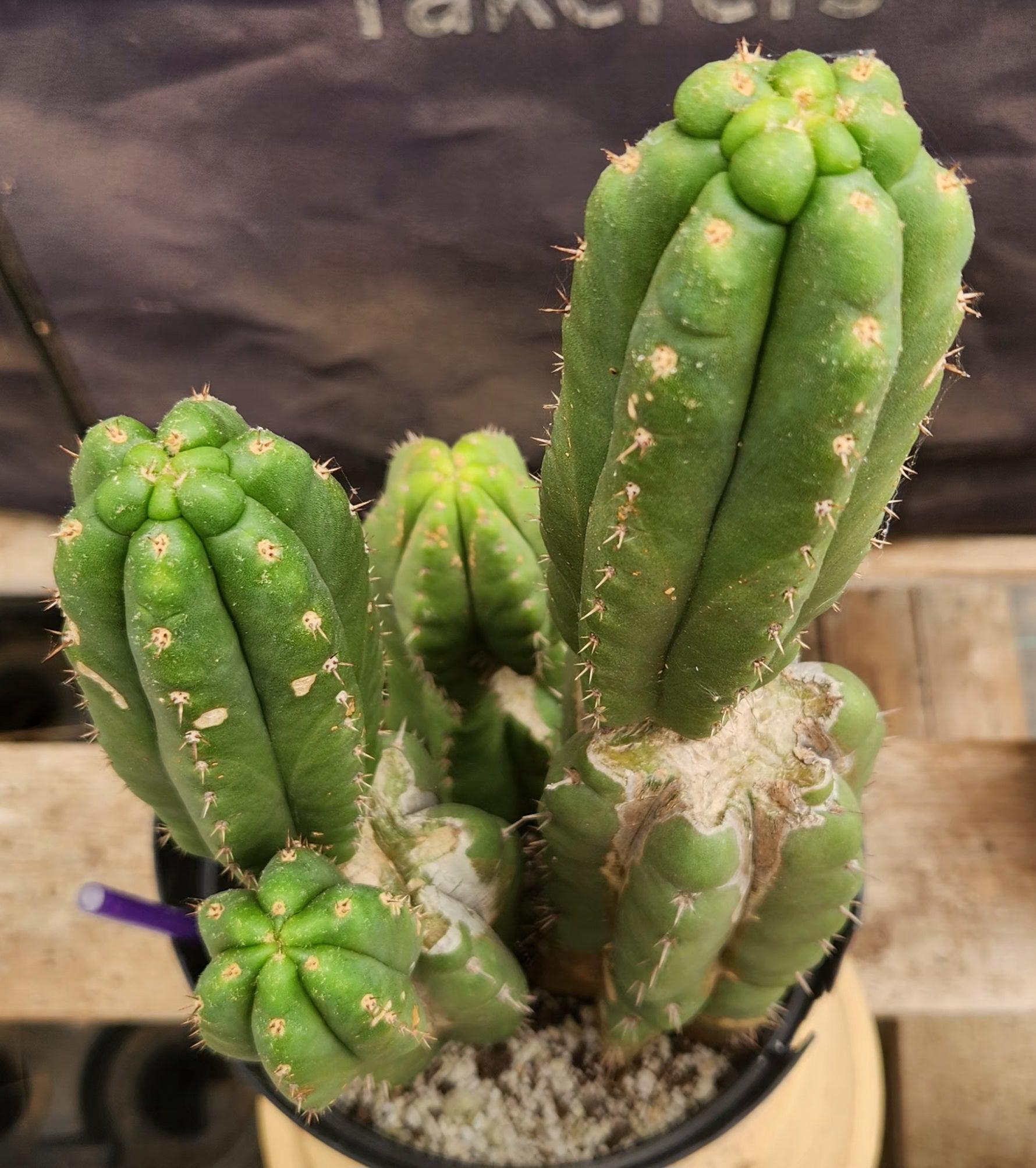 #EC38 EXACT Trichocereus Pachanoi Monstrose TPM Cactus 16, 14, 9"-Cactus - Large - Exact-The Succulent Source