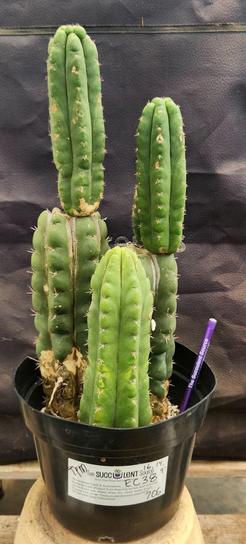 #EC38 EXACT Trichocereus Pachanoi Monstrose TPM Cactus 16, 14, 9"-Cactus - Large - Exact-The Succulent Source