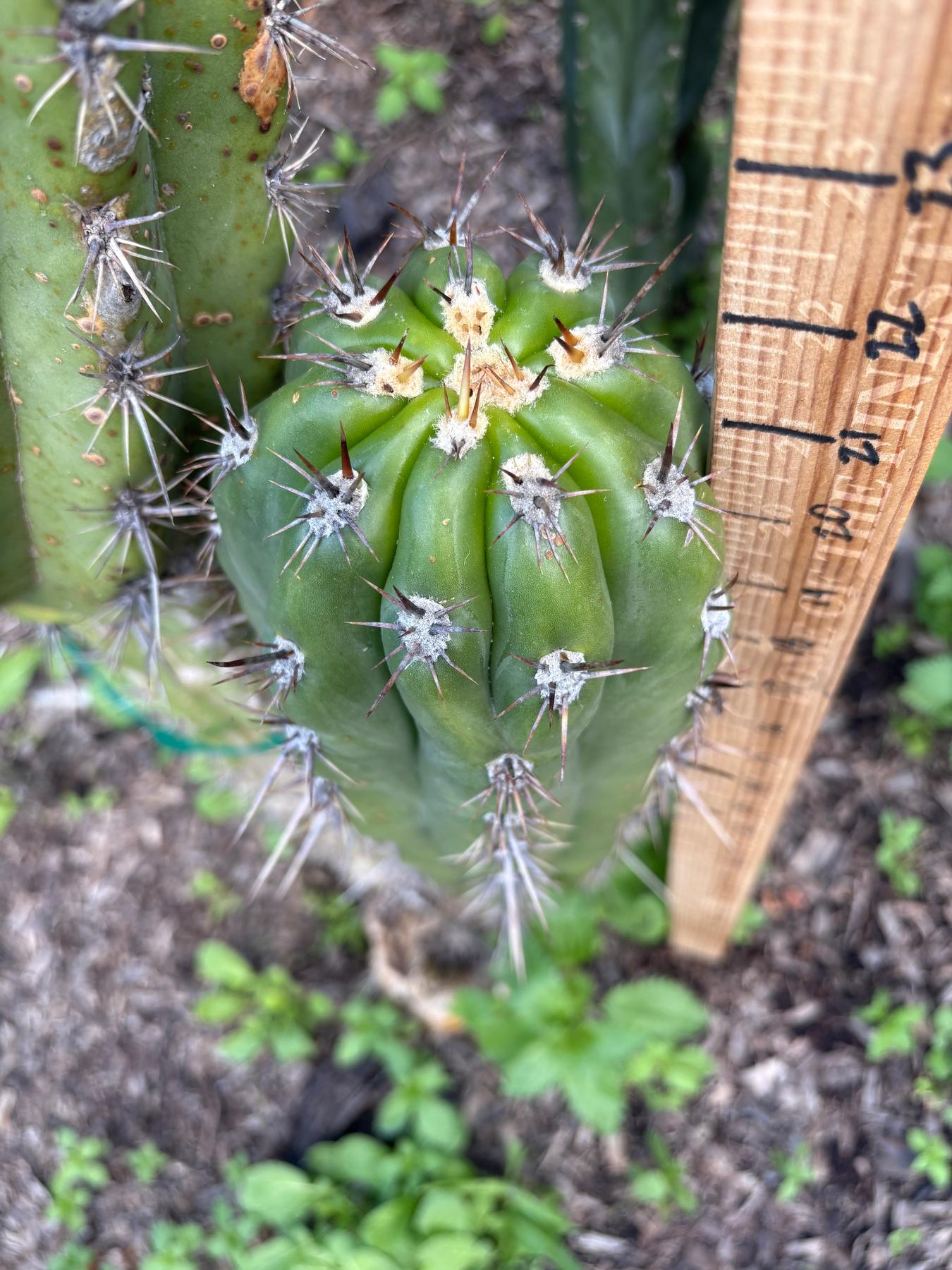#EC380 EXACT Trichocereus Tacaquirensis Cactus Cutting 8-10”-Cactus - Large - Exact-The Succulent Source