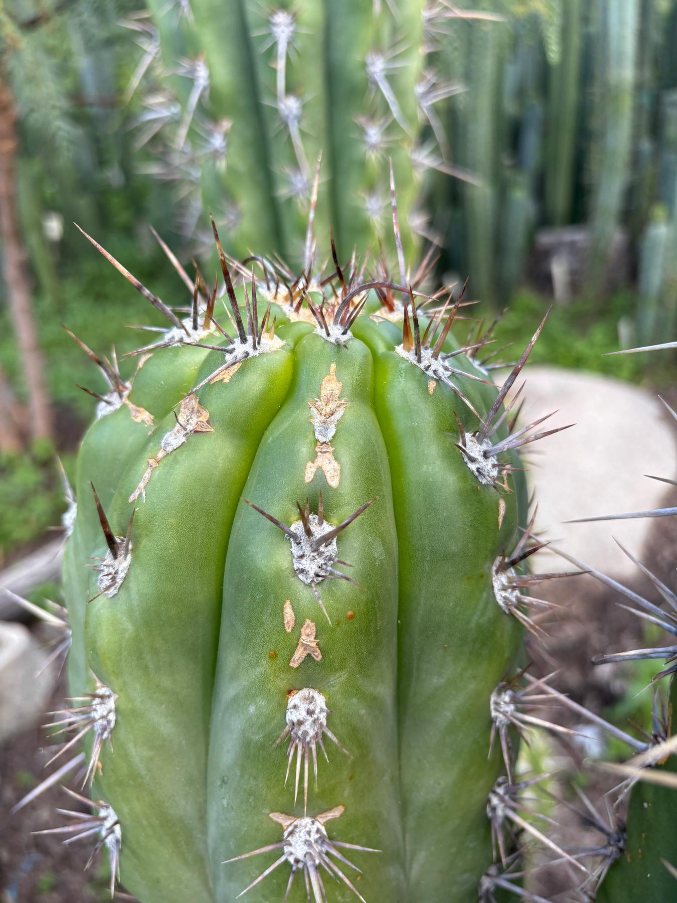 #EC380 EXACT Trichocereus Tacaquirensis Cactus Cutting 8-10”-Cactus - Large - Exact-The Succulent Source