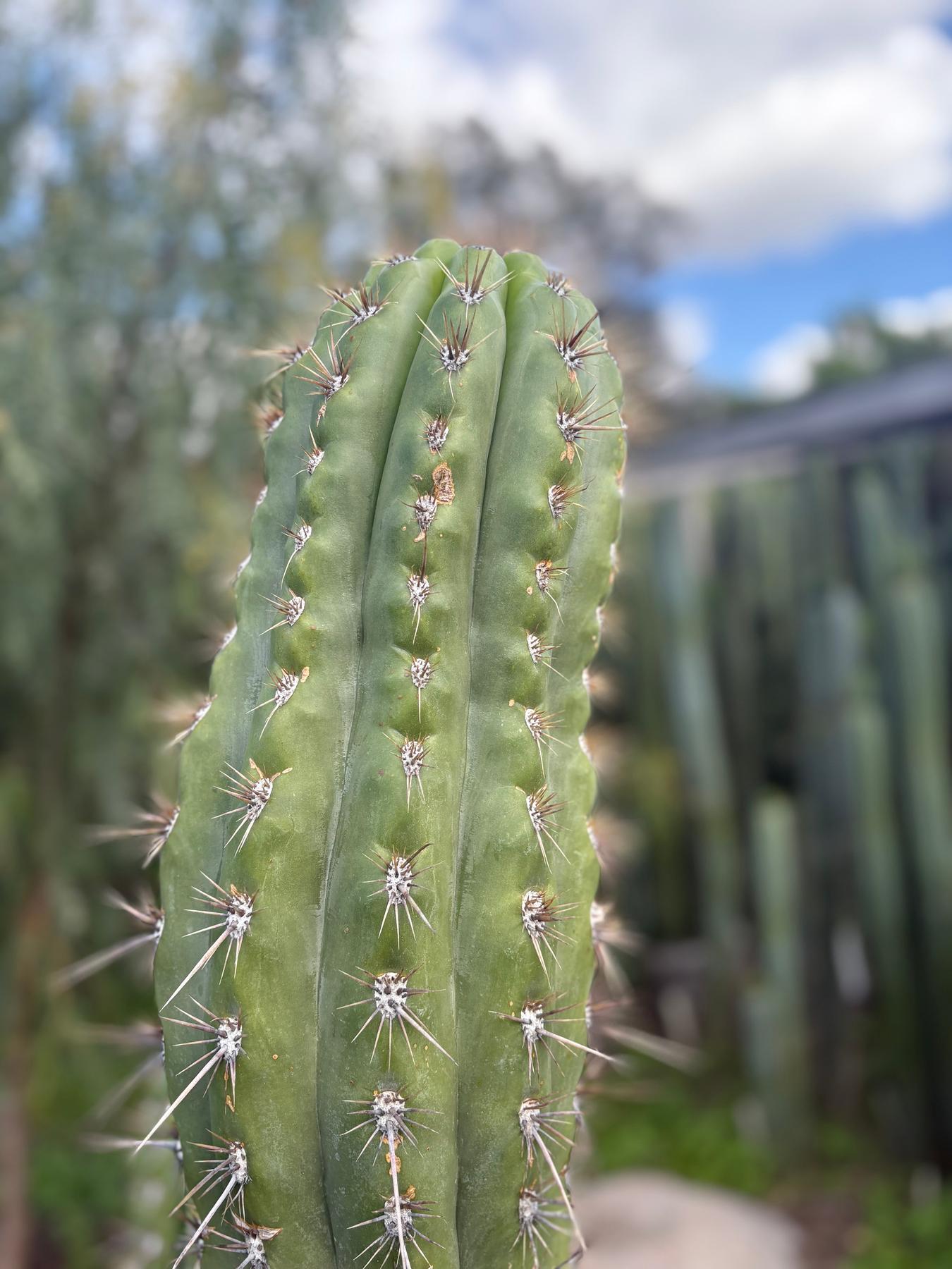 #EC380 EXACT Trichocereus Tacaquirensis Cactus Cutting 8-10”-Cactus - Large - Exact-The Succulent Source