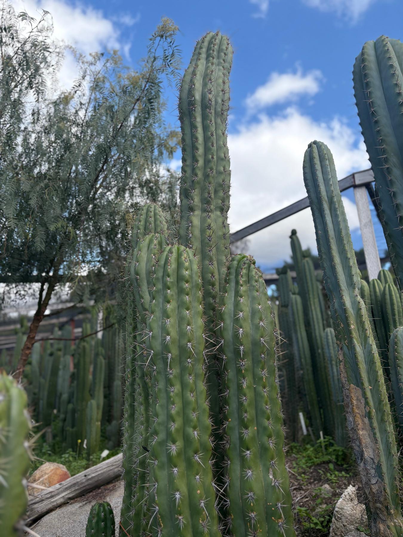 #EC380 EXACT Trichocereus Tacaquirensis Cactus Cutting 8-10”-Cactus - Large - Exact-The Succulent Source