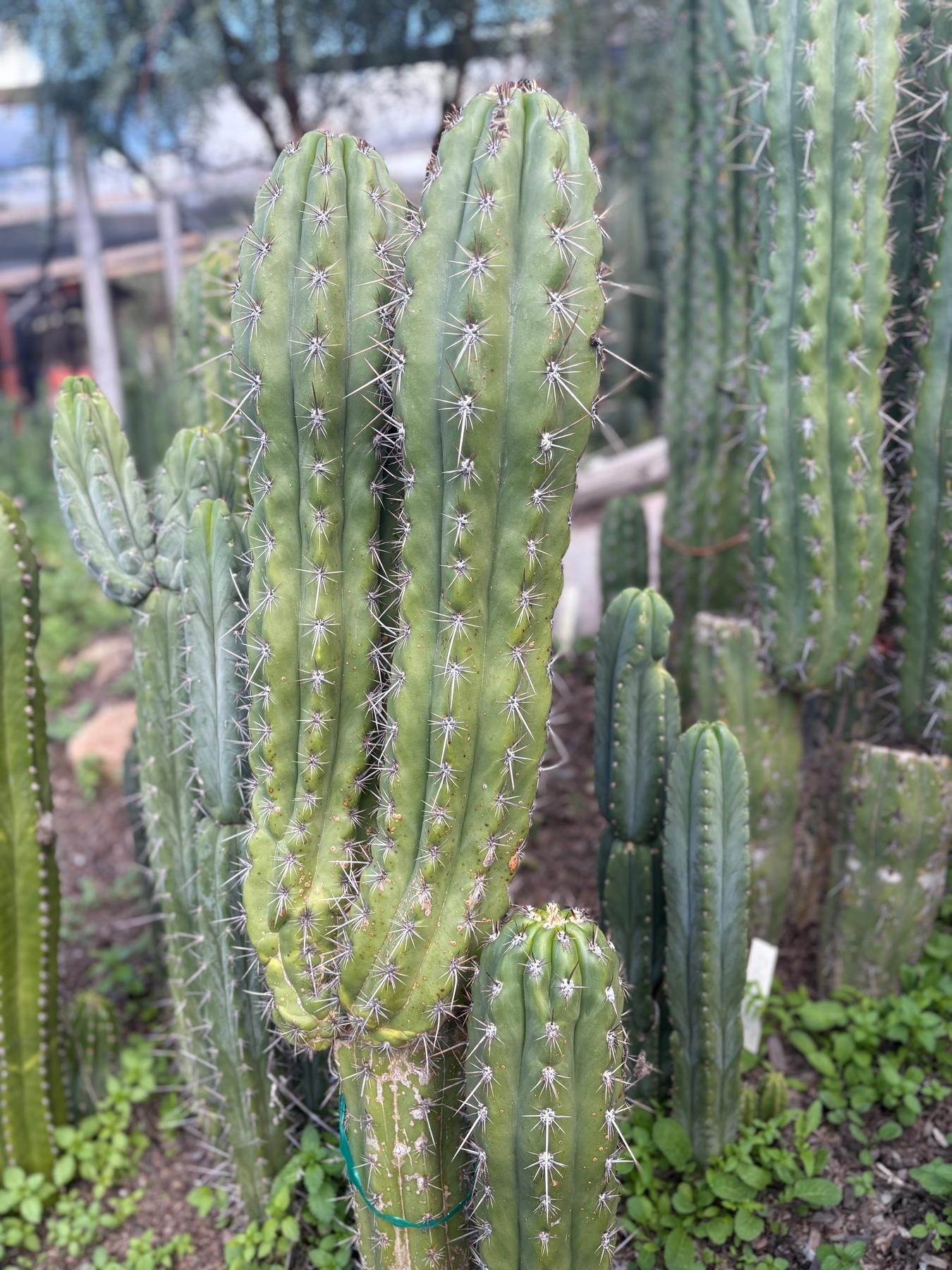 #EC380 EXACT Trichocereus Tacaquirensis Cactus Cutting 8-10”-Cactus - Large - Exact-The Succulent Source