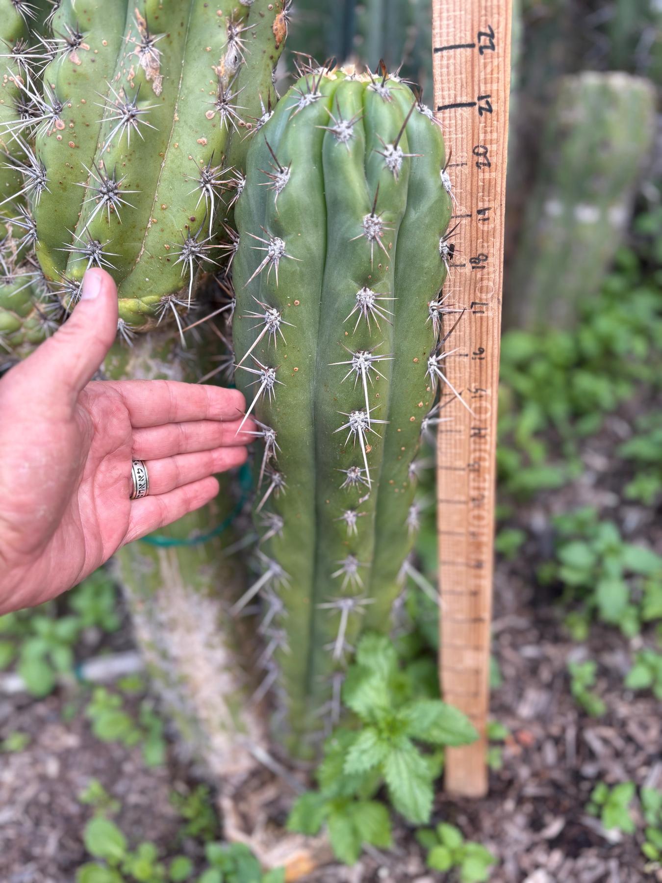 #EC380 EXACT Trichocereus Tacaquirensis Cactus Cutting 8-10”-Cactus - Large - Exact-The Succulent Source