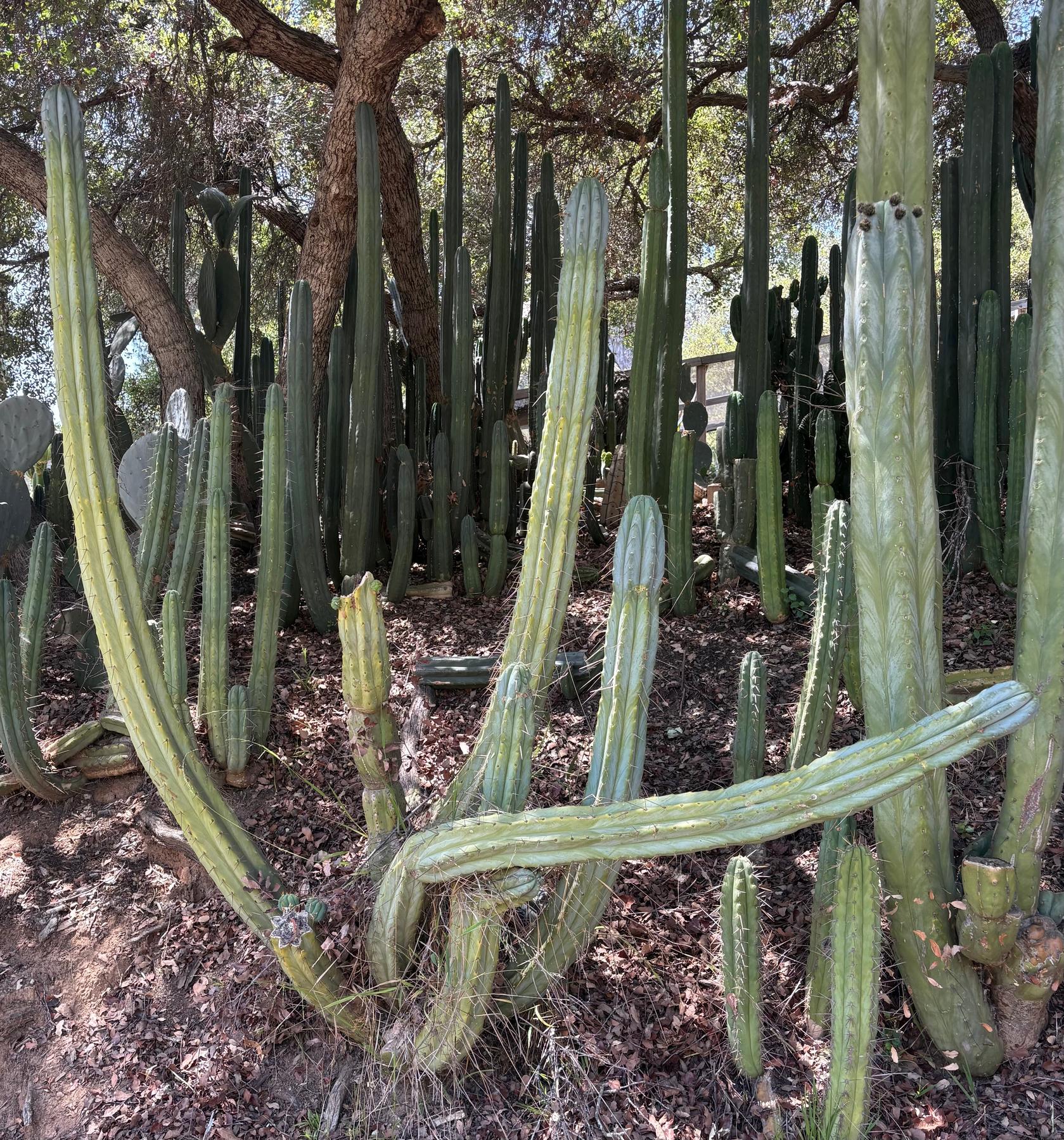 #EC382 Trichocereus “Seafoam” Cactus Cutting 8-10”-Cactus - Large-The Succulent Source