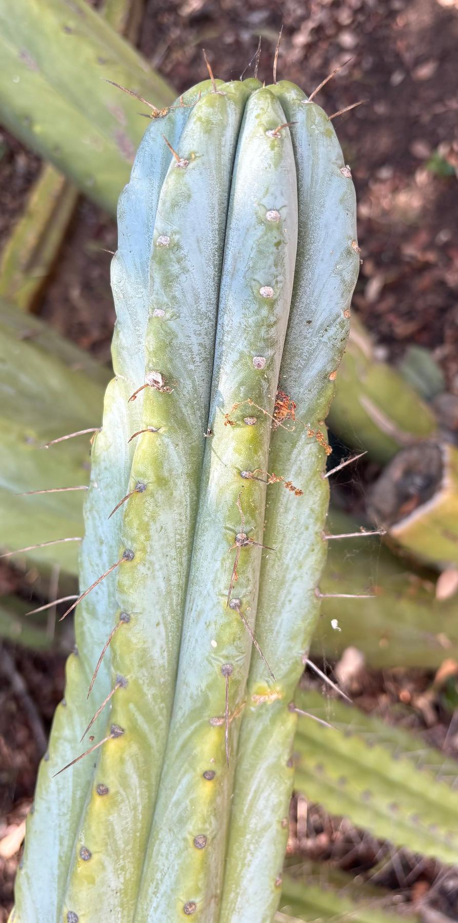 succulent source cuttings #EC382 Trichocereus “Seafoam” Cactus Cutting 8-10”