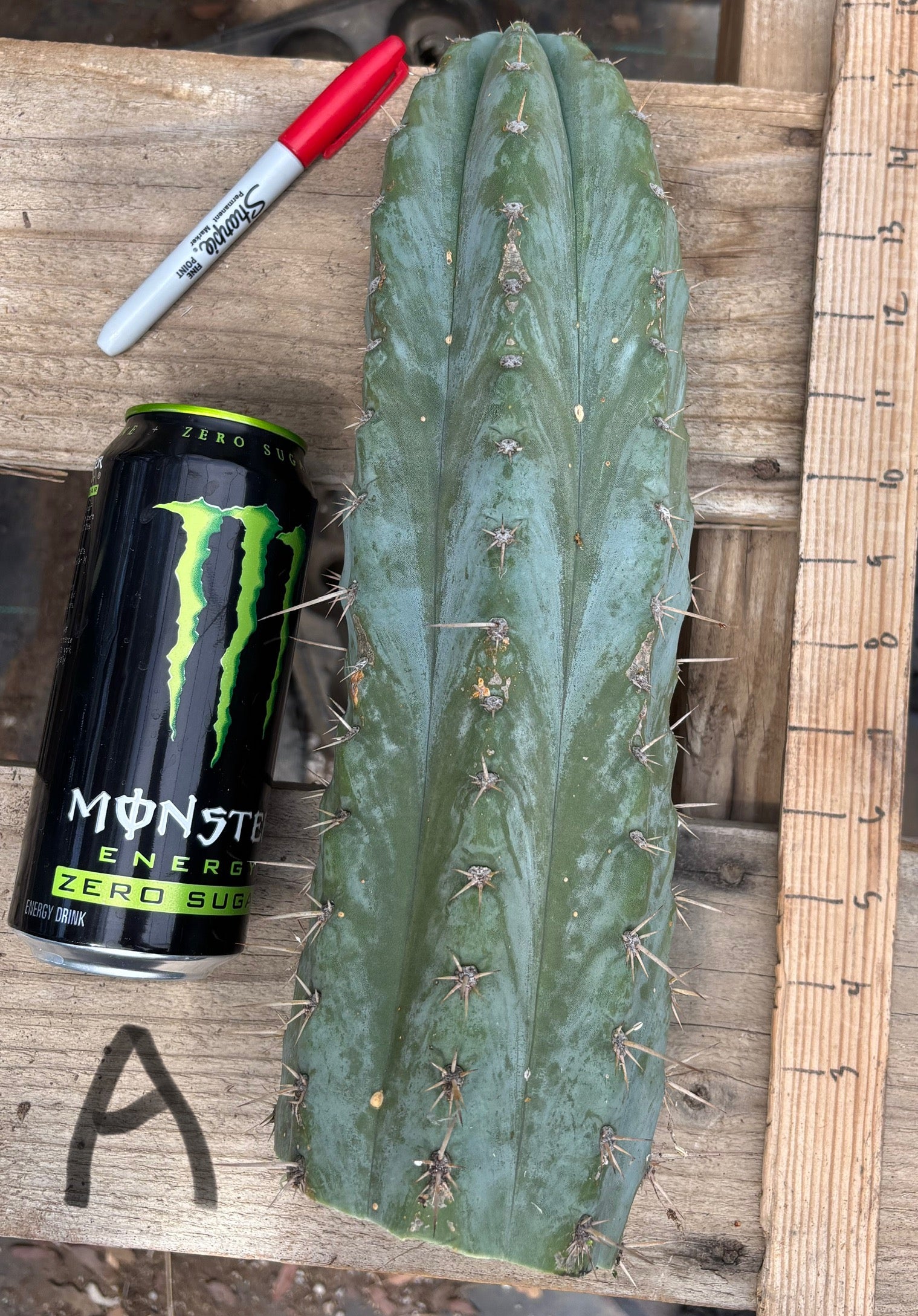 #EC384 EXACT Orgun X Peru Blue Cuts-Cactus - Large - Exact-The Succulent Source