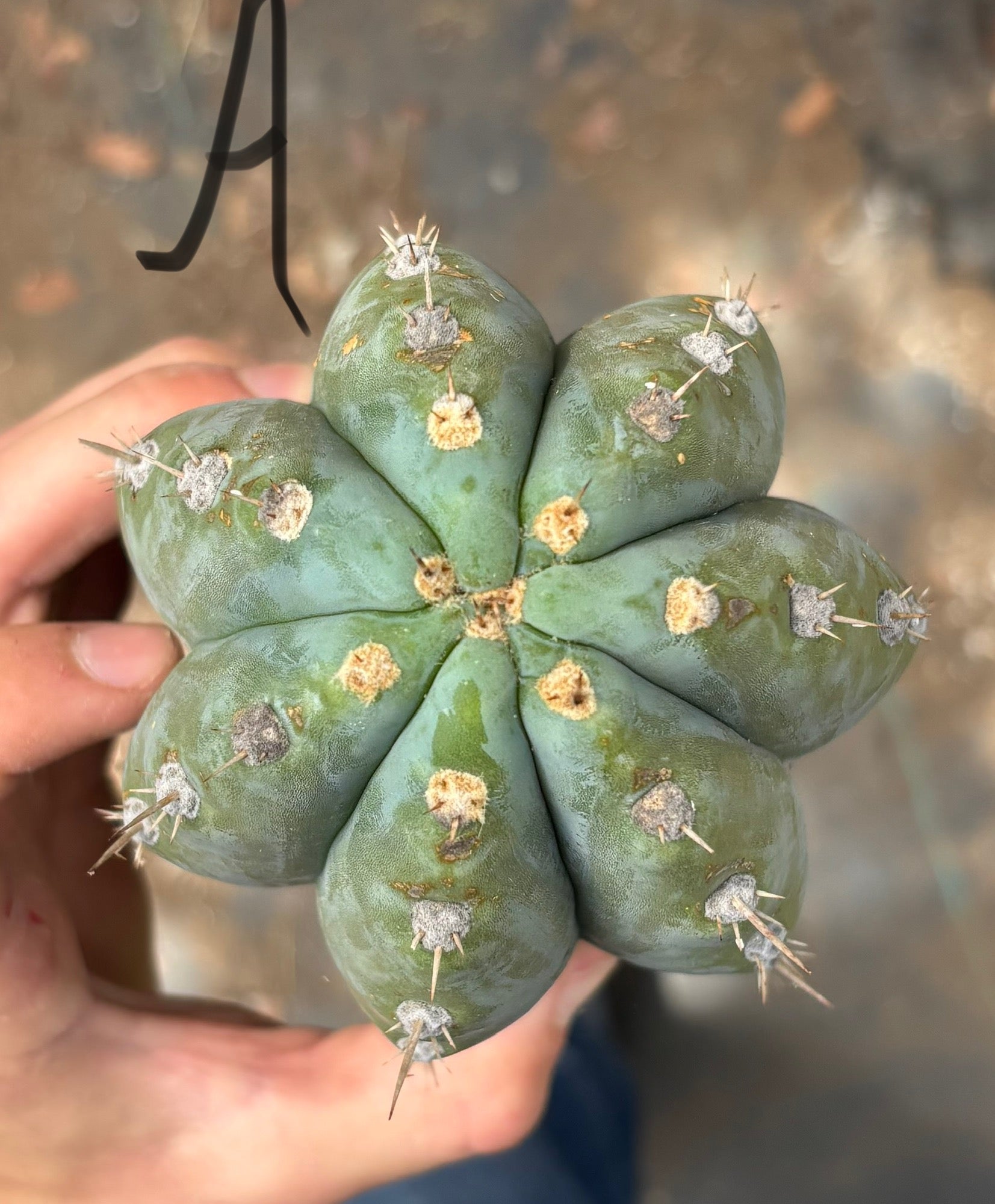 #EC384 EXACT Orgun X Peru Blue Cuts-Cactus - Large - Exact-The Succulent Source