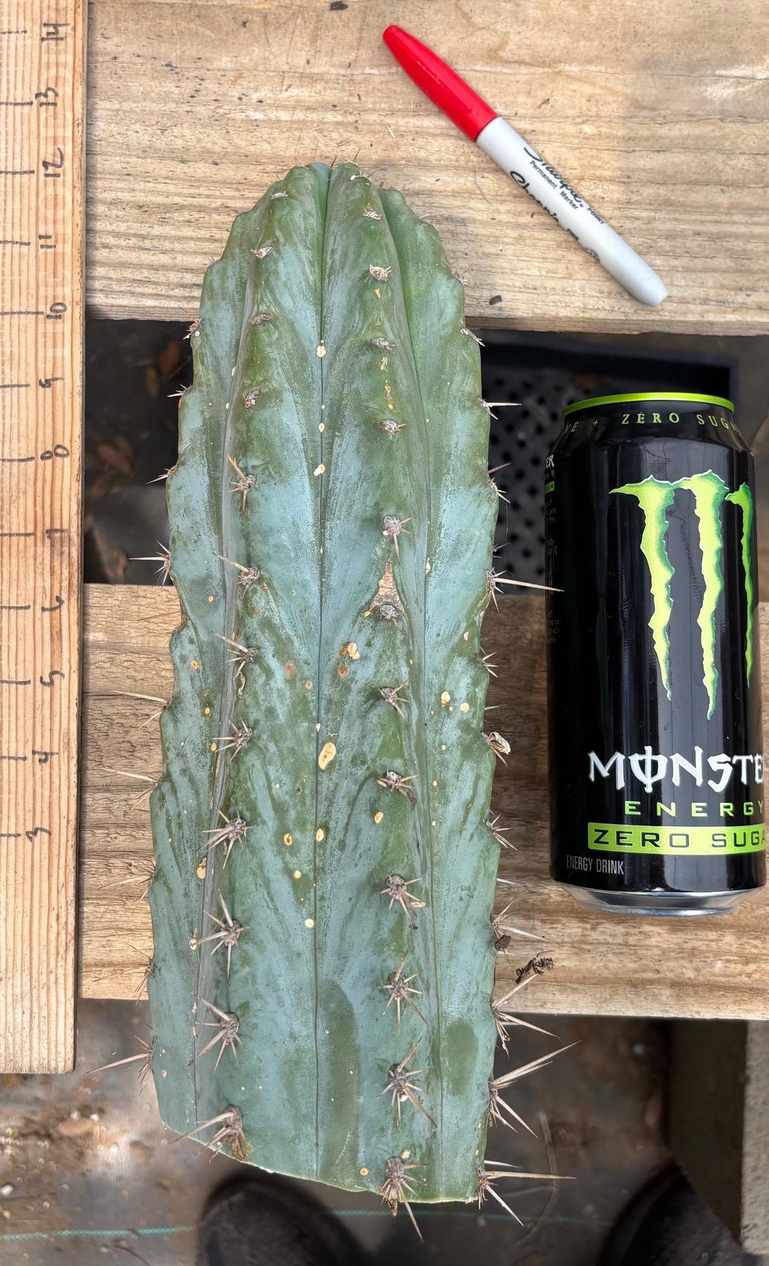 #EC384 EXACT Orgun X Peru Blue Cuts-Cactus - Large - Exact-The Succulent Source