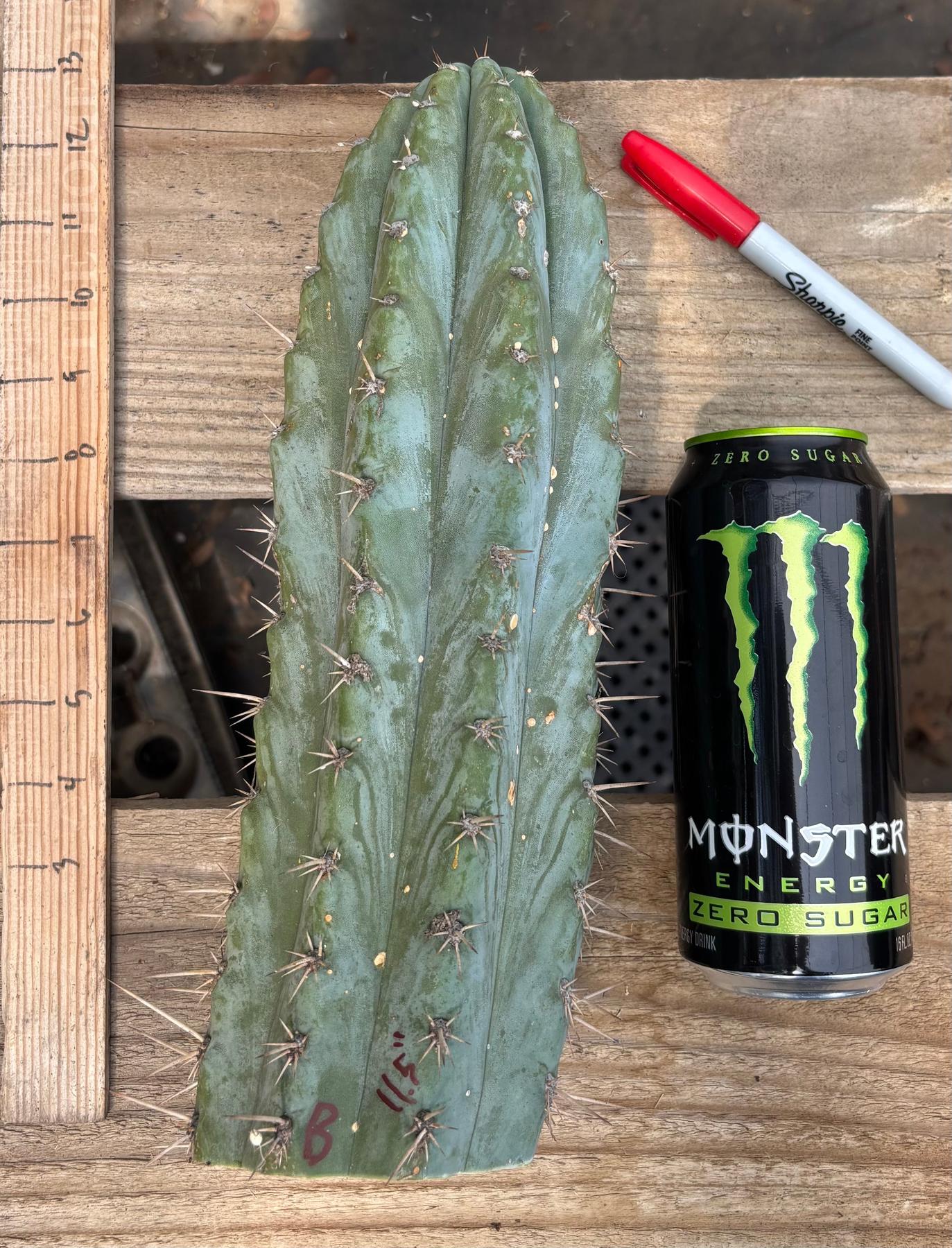 #EC384 EXACT Orgun X Peru Blue Cuts-Cactus - Large - Exact-The Succulent Source
