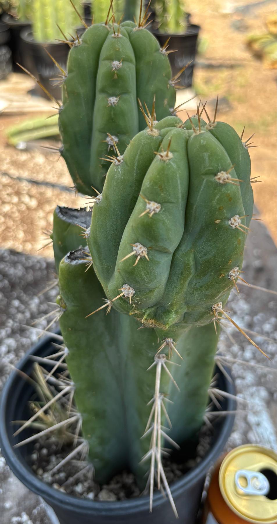 #EC384 EXACT Trichocereus Peru X Bridgesii Cactus 12"-Cactus - Large - Exact-The Succulent Source
