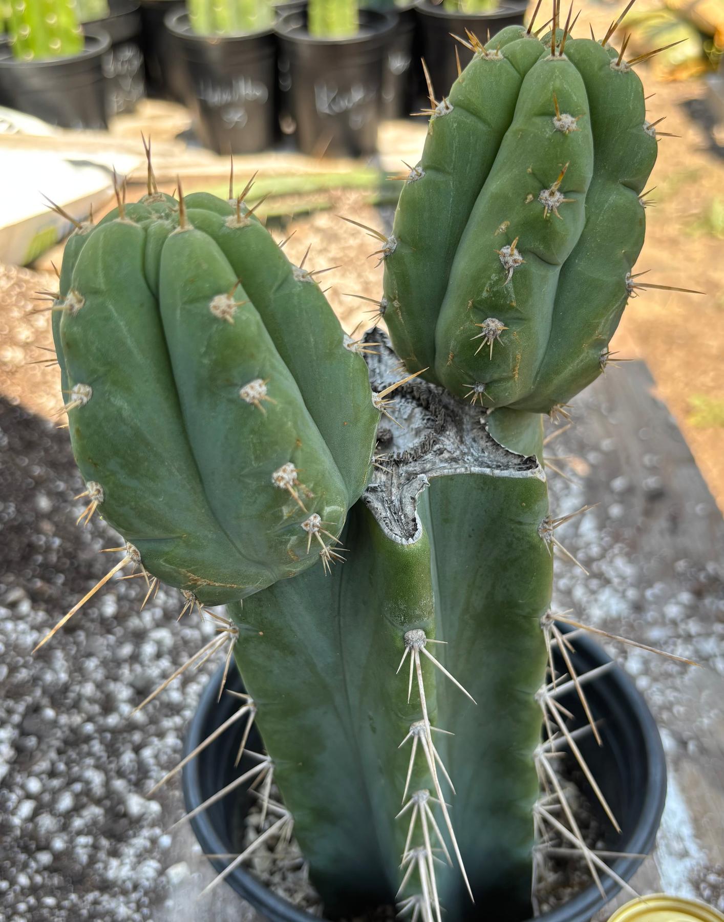 #EC384 EXACT Trichocereus Peru X Bridgesii Cactus 12"-Cactus - Large - Exact-The Succulent Source