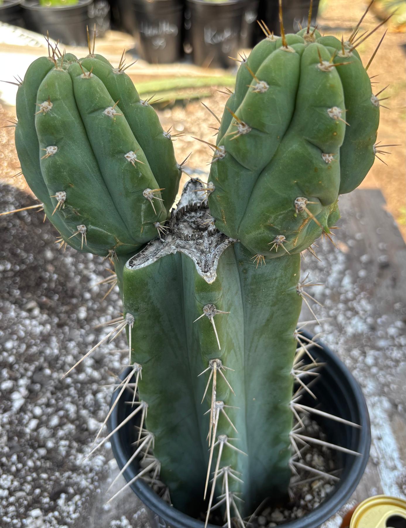 #EC384 EXACT Trichocereus Peru X Bridgesii Cactus 12"-Cactus - Large - Exact-The Succulent Source