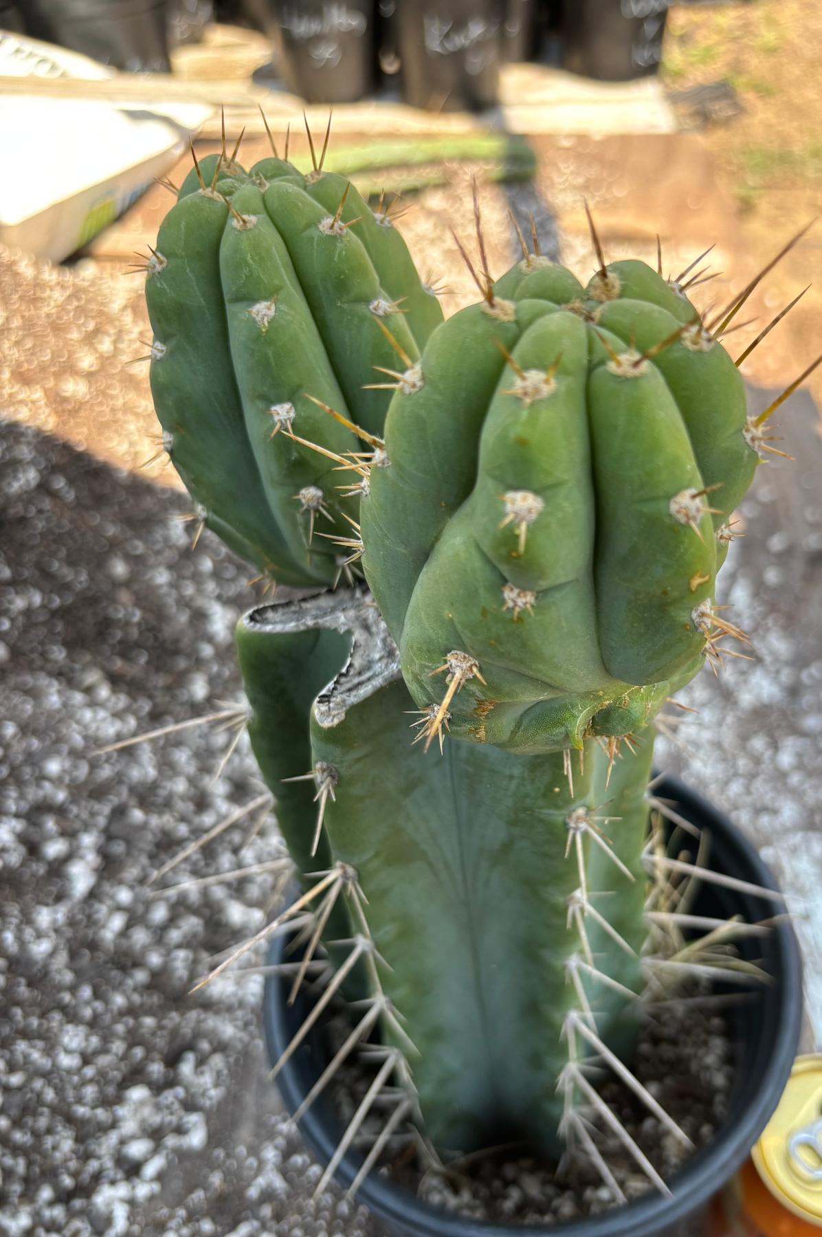 #EC384 EXACT Trichocereus Peru X Bridgesii Cactus 12"-Cactus - Large - Exact-The Succulent Source