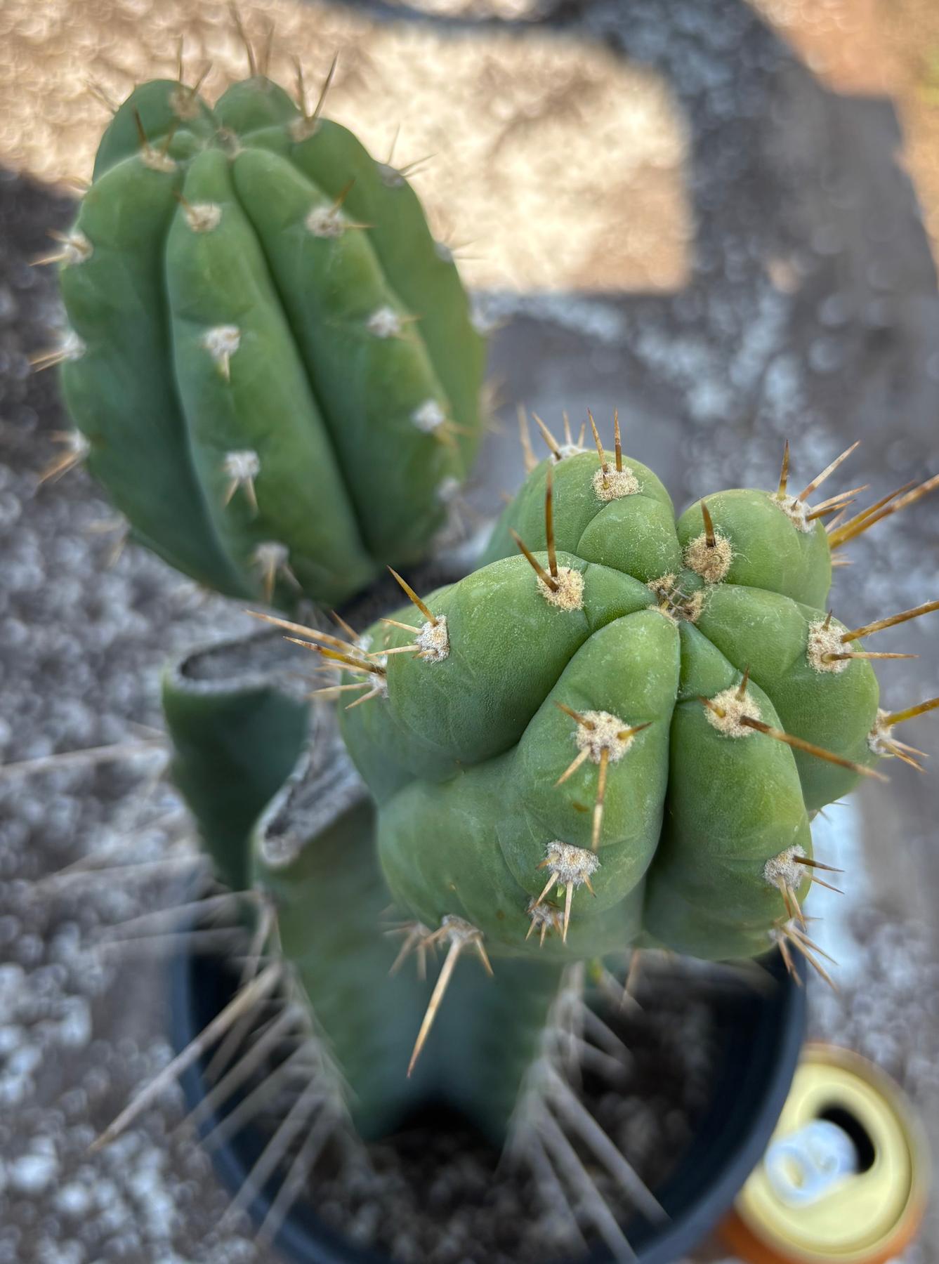 #EC384 EXACT Trichocereus Peru X Bridgesii Cactus 12"-Cactus - Large - Exact-The Succulent Source