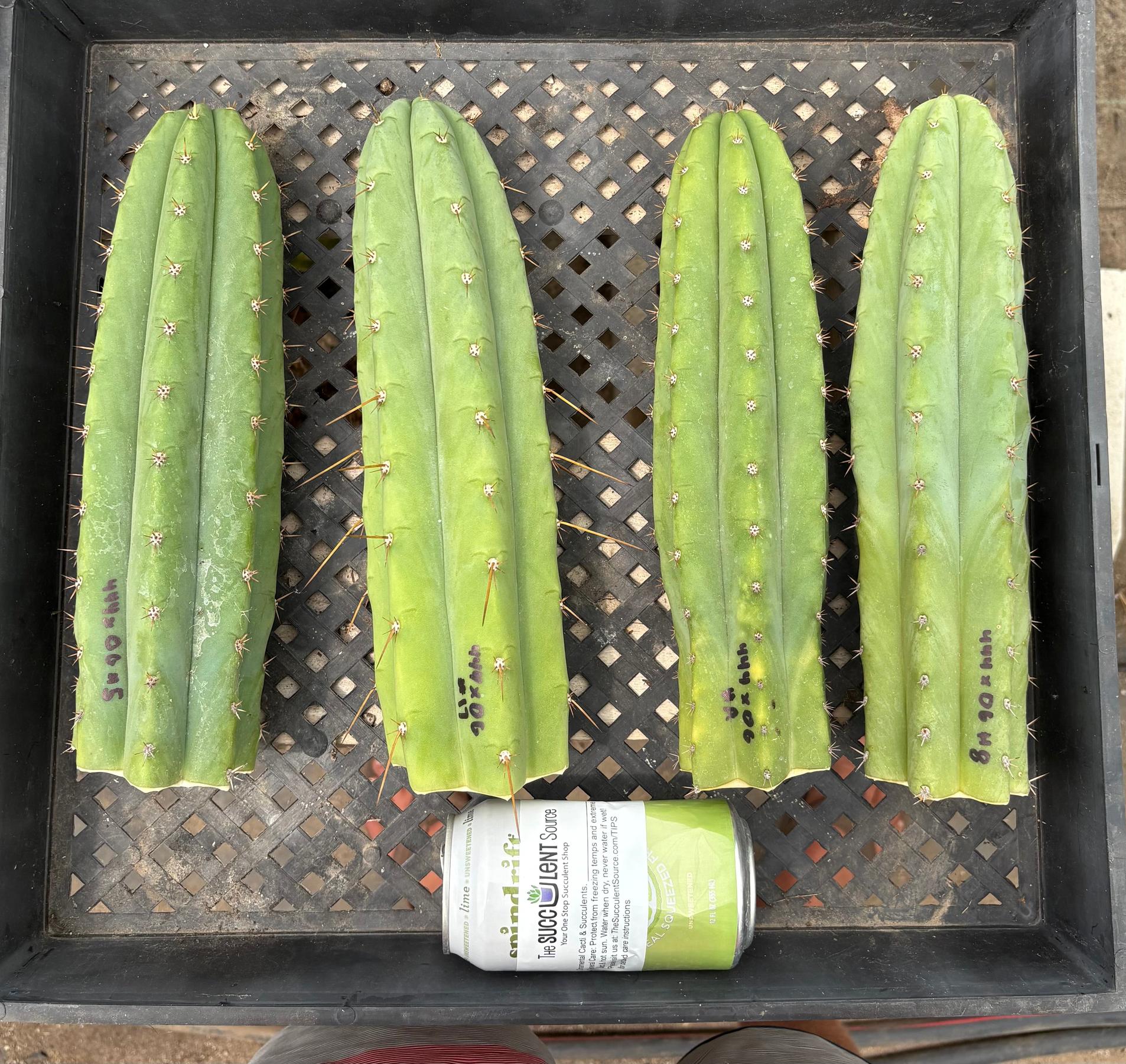 #EC384 Pachanoi Ogun Variety Hybrid Cutting Options-Cactus - Large - Exact-The Succulent Source