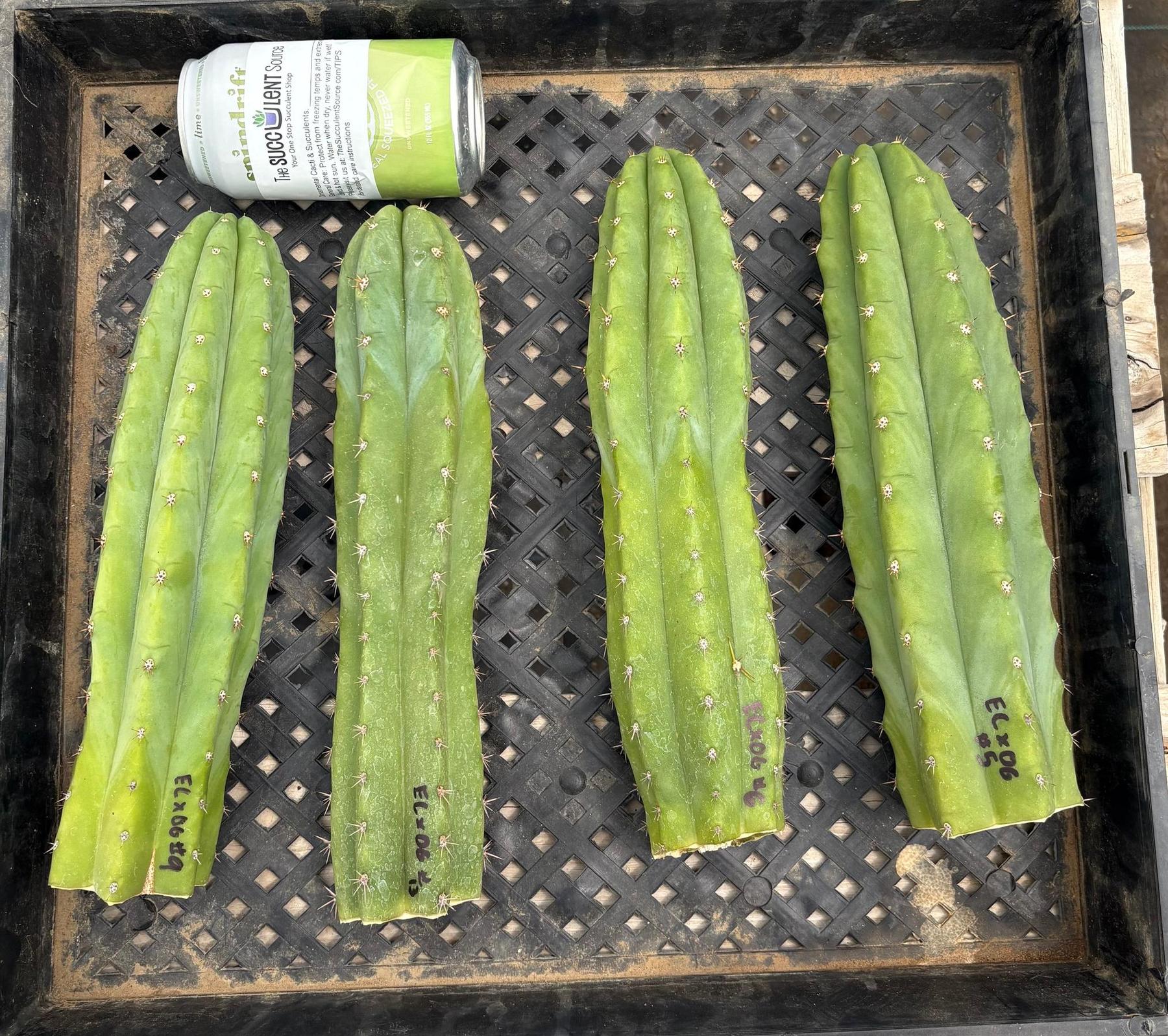 #EC384 Pachanoi Ogun Variety Hybrid Cutting Options-Cactus - Large - Exact-The Succulent Source