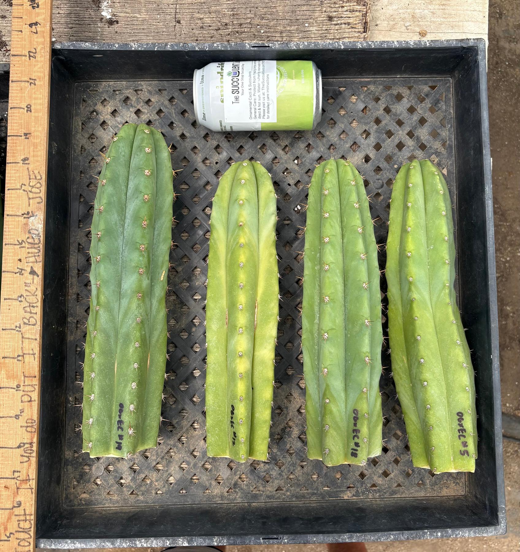#EC384 Pachanoi Ogun Variety Hybrid Cutting Options-Cactus - Large - Exact-The Succulent Source