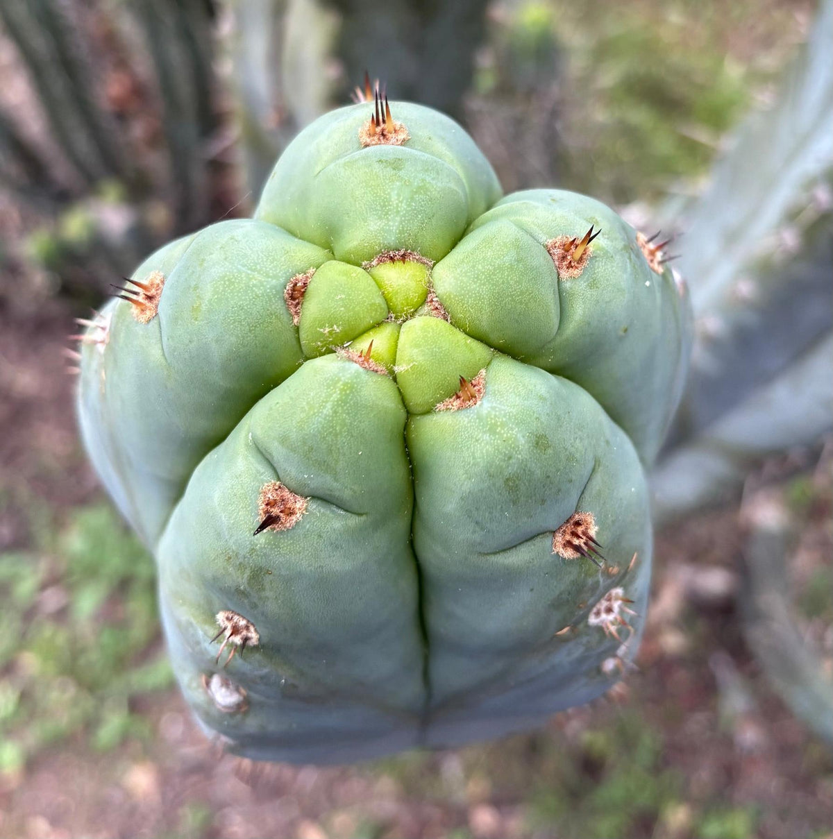 #EC385 EXACT Trichocereus Peruvianus TSSBP “Adam” cactus 15”Cutting-Cactus - Large - Exact-The Succulent Source