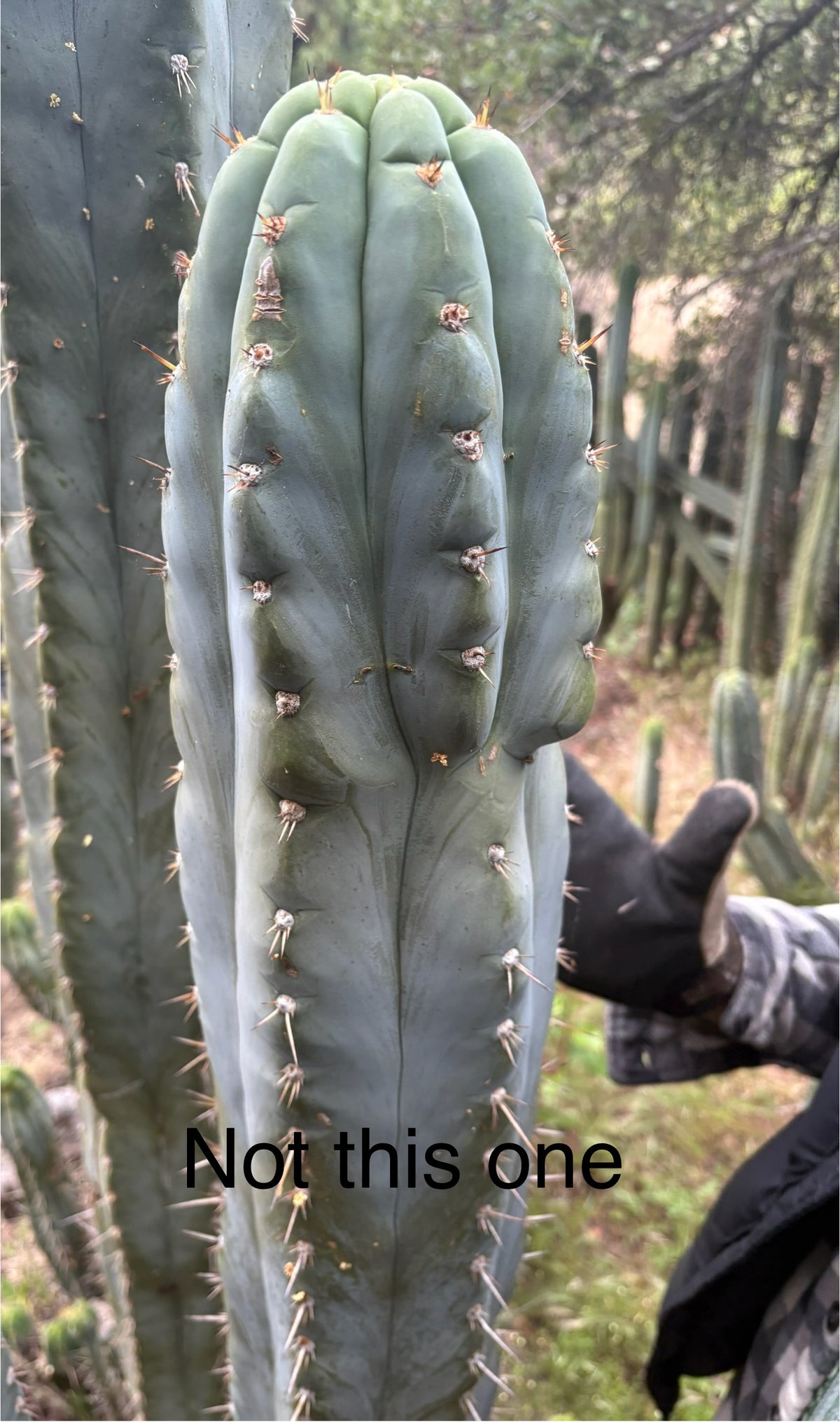 #EC385 EXACT Trichocereus Peruvianus TSSBP “Adam” cactus 15”Cutting-Cactus - Large - Exact-The Succulent Source