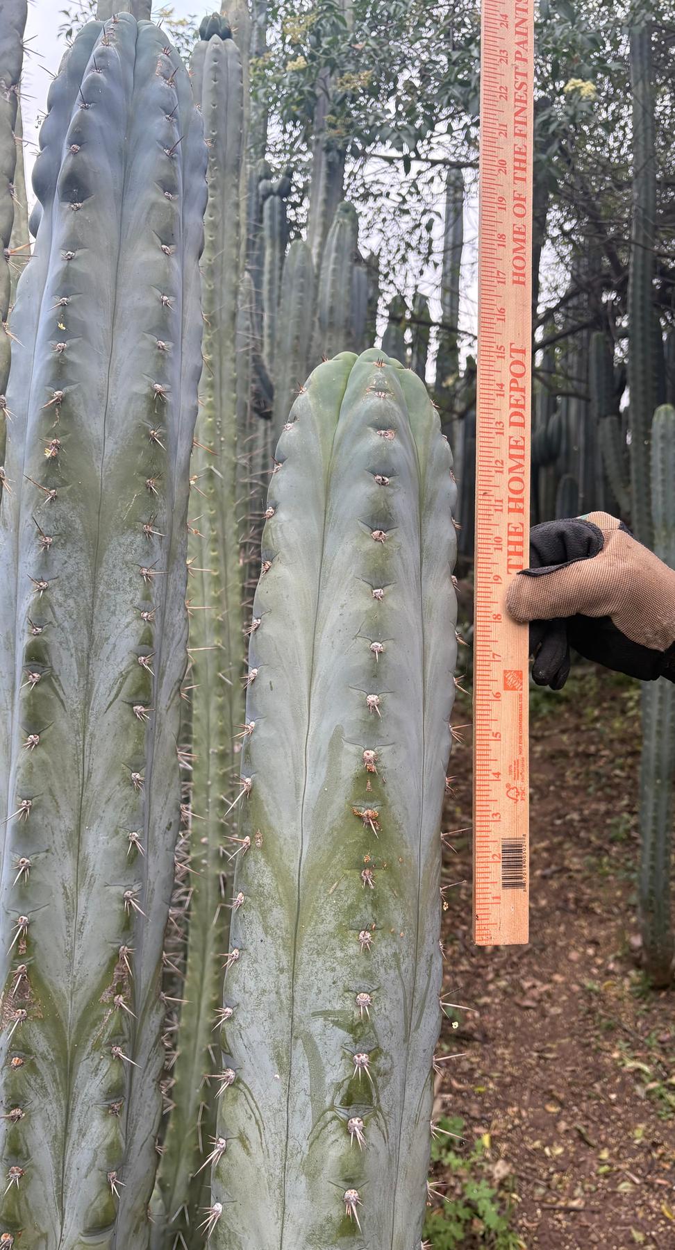 #EC385 EXACT Trichocereus Peruvianus TSSBP “Adam” cactus 15”Cutting-Cactus - Large - Exact-The Succulent Source