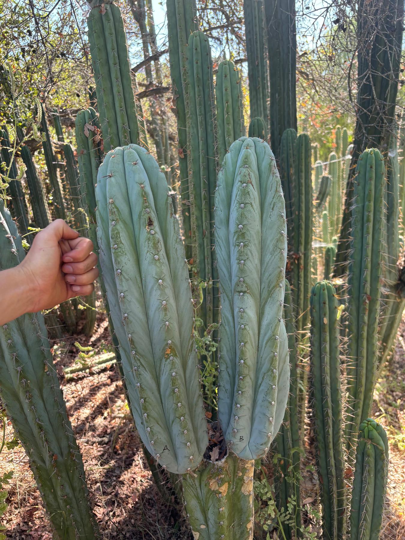 #EC386 EXACT Trichocereus Peruvianus TSSBP Cactus 18”-Cactus - Large - Exact-The Succulent Source