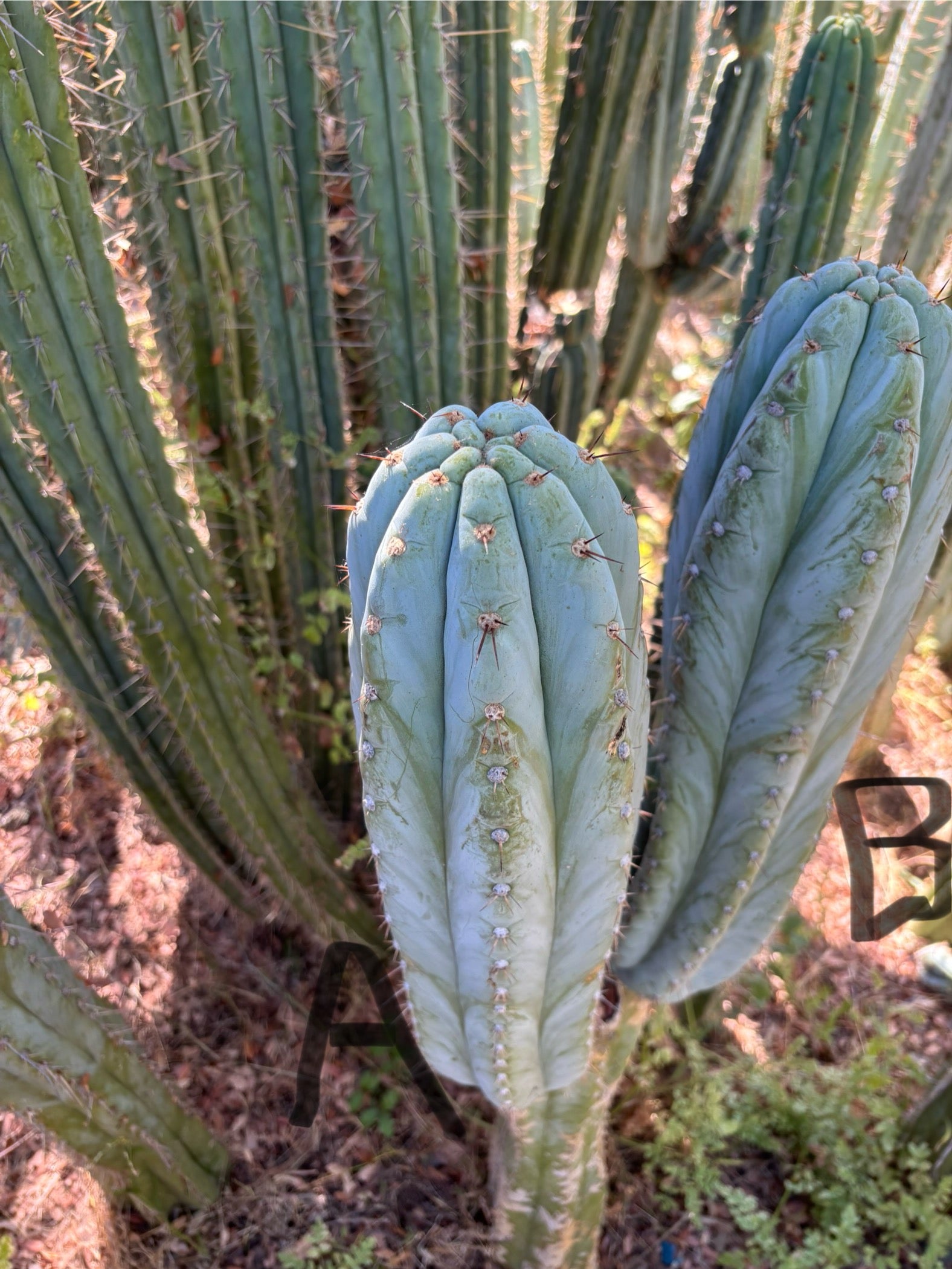 #EC386 EXACT Trichocereus Peruvianus TSSBP Cactus 18”-Cactus - Large - Exact-The Succulent Source