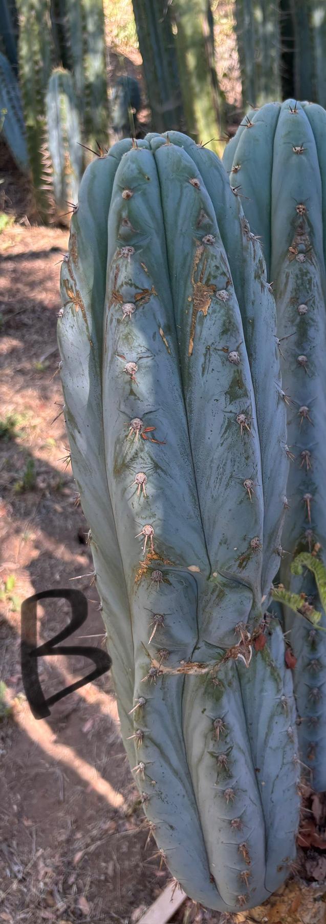 #EC386 EXACT Trichocereus Peruvianus TSSBP Cactus 18”-Cactus - Large - Exact-The Succulent Source