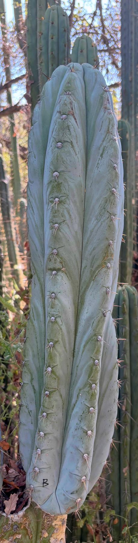 #EC386 EXACT Trichocereus Peruvianus TSSBP Cactus 18”-Cactus - Large - Exact-The Succulent Source
