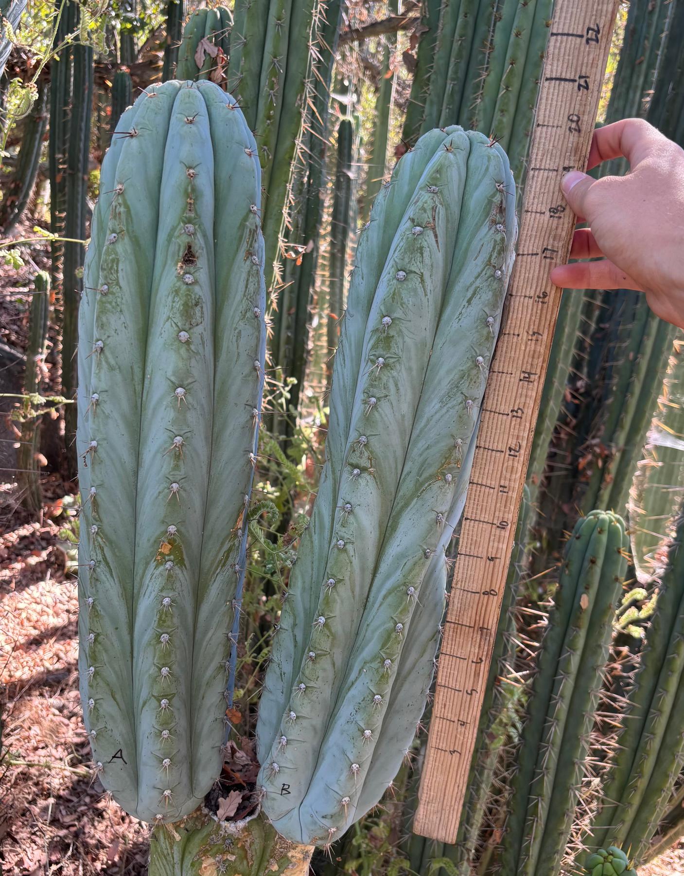 San Pedro Cactus for Sale Trichocereus - #EC386 EXACT Trichocereus