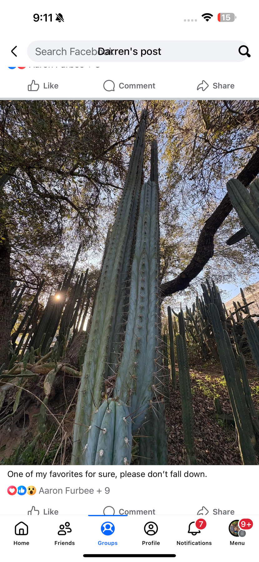 #EC386 EXACT Trichocereus Peruvianus TSSBP “Shaq” Cactus 15” Cutting-Cactus - Large - Exact-The Succulent Source
