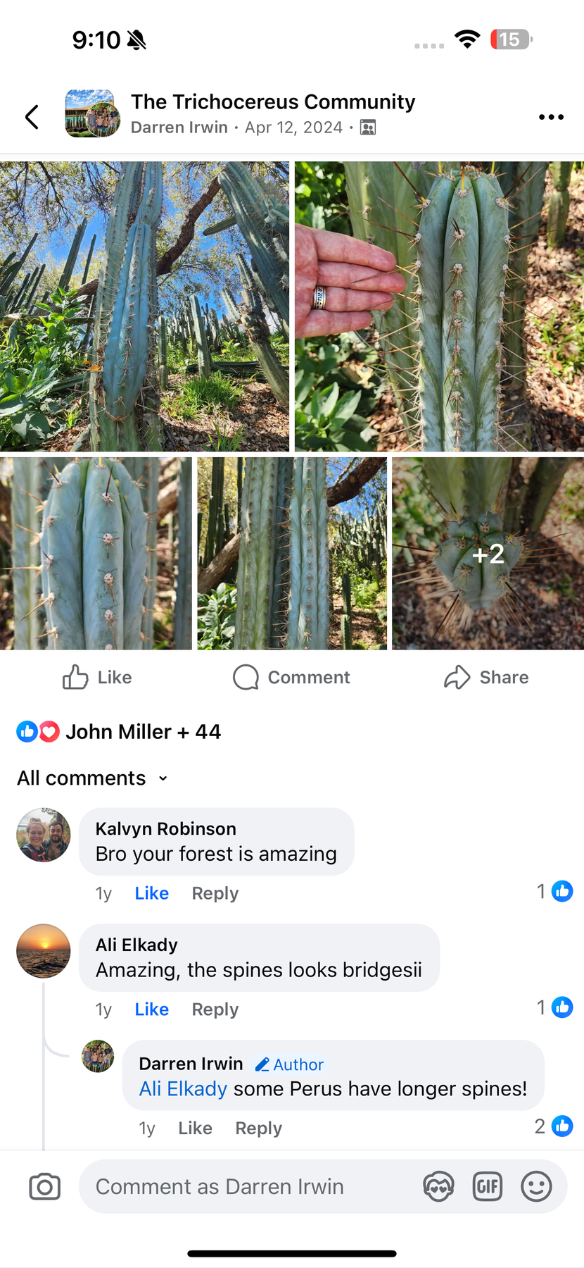 #EC386 EXACT Trichocereus Peruvianus TSSBP “Shaq” Cactus 15” Cutting-Cactus - Large - Exact-The Succulent Source