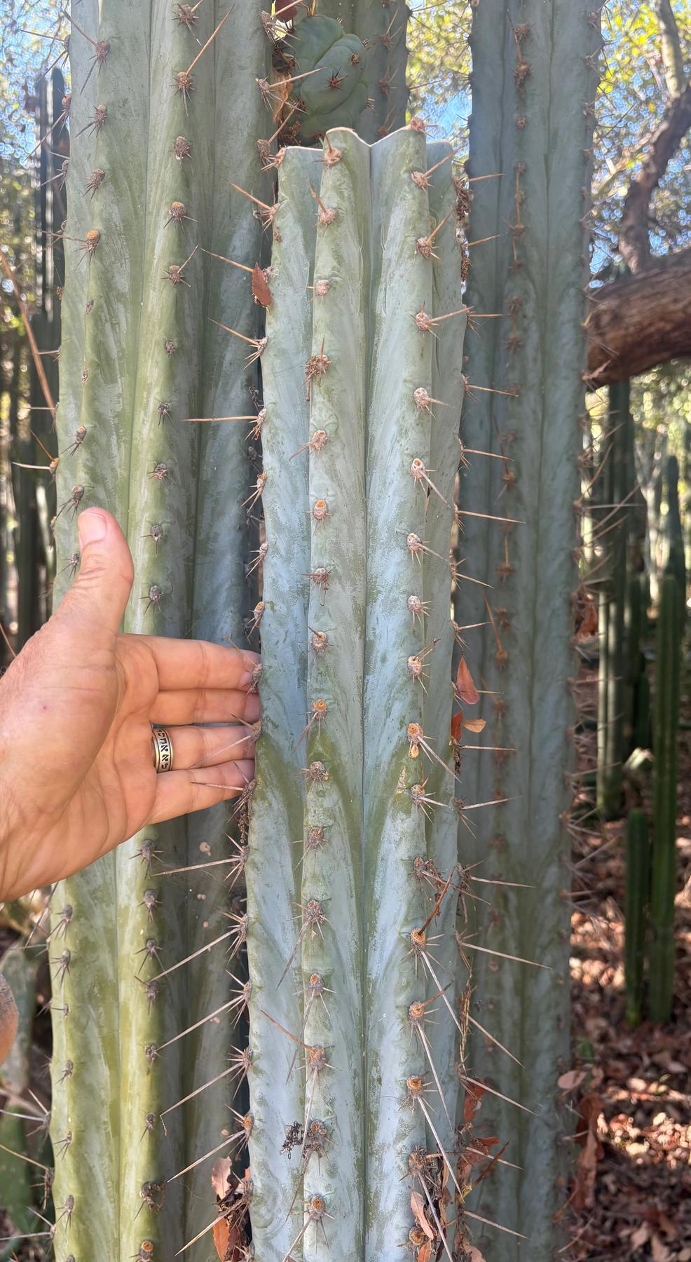 trichocereus peruvianus cactus #EC386 EXACT Trichocereus Peruvianus TSSBP “Shaq” Cactus 15” Mid Cutting