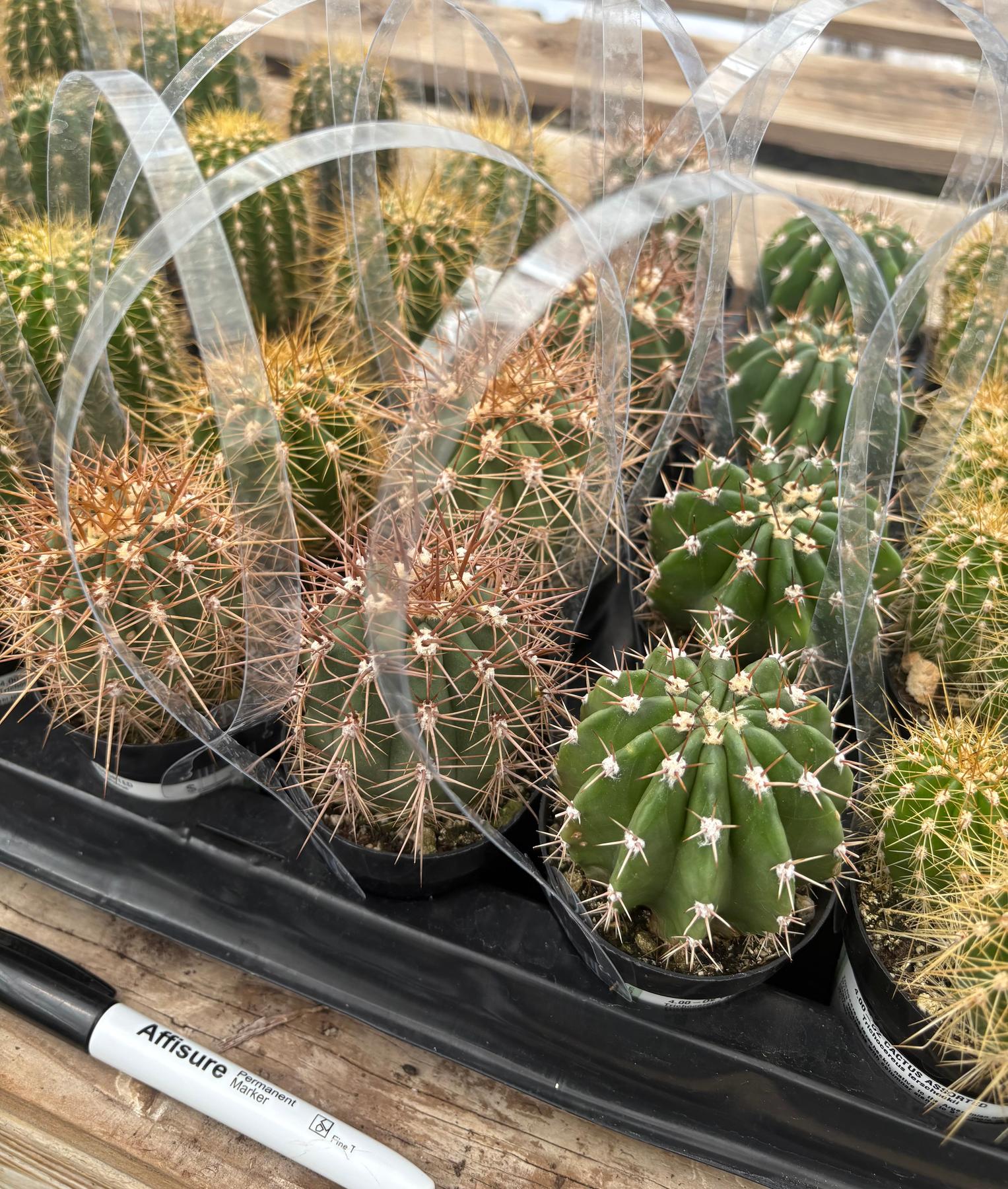 #EC387 EXACT Mixed Bargain Tray of 32 Trichocereus in 2.5” containers-Cactus - Large - Exact-The Succulent Source