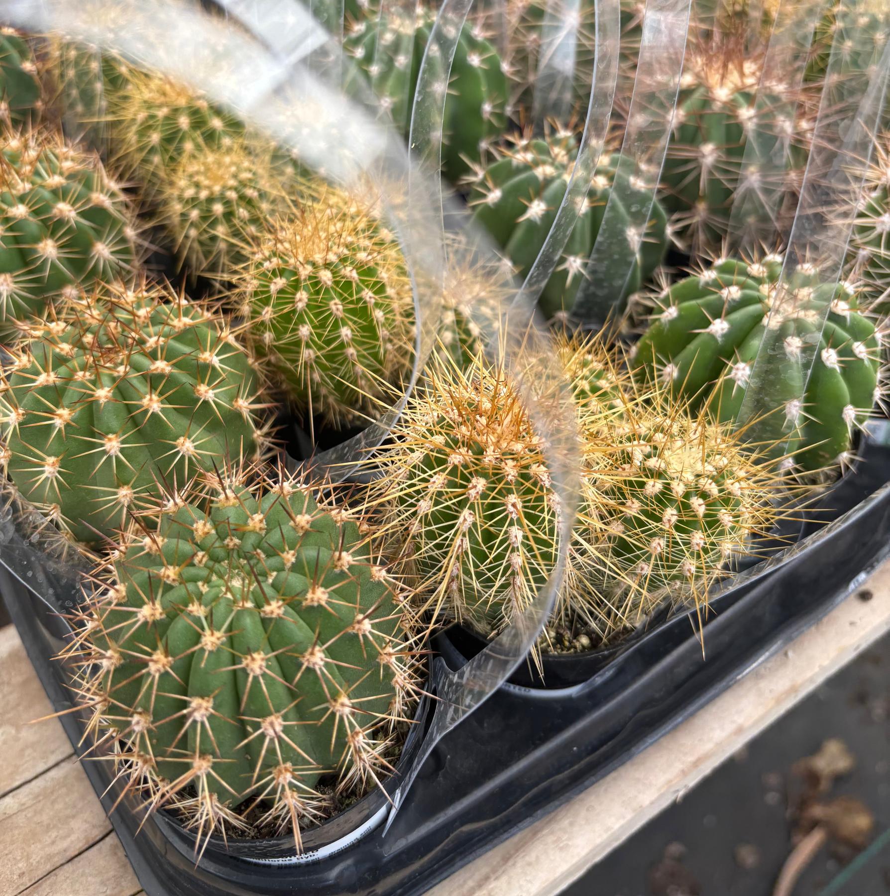 #EC387 EXACT Mixed Bargain Tray of 32 Trichocereus in 2.5” containers-Cactus - Large - Exact-The Succulent Source