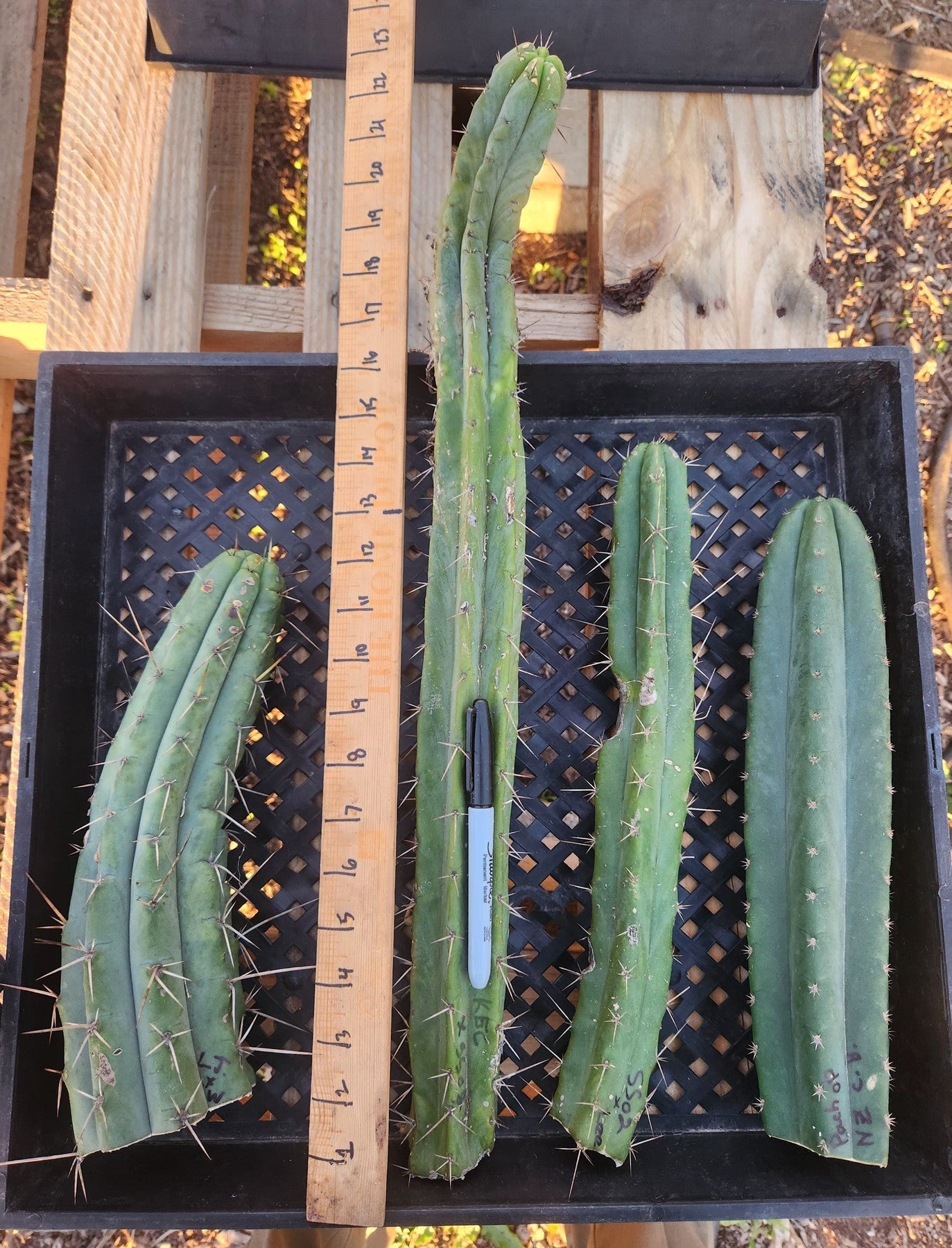 #EC387 EXACT Trichocereus Bargain Mixed Cactus Cutting Lot-Cactus - Large - Exact-The Succulent Source