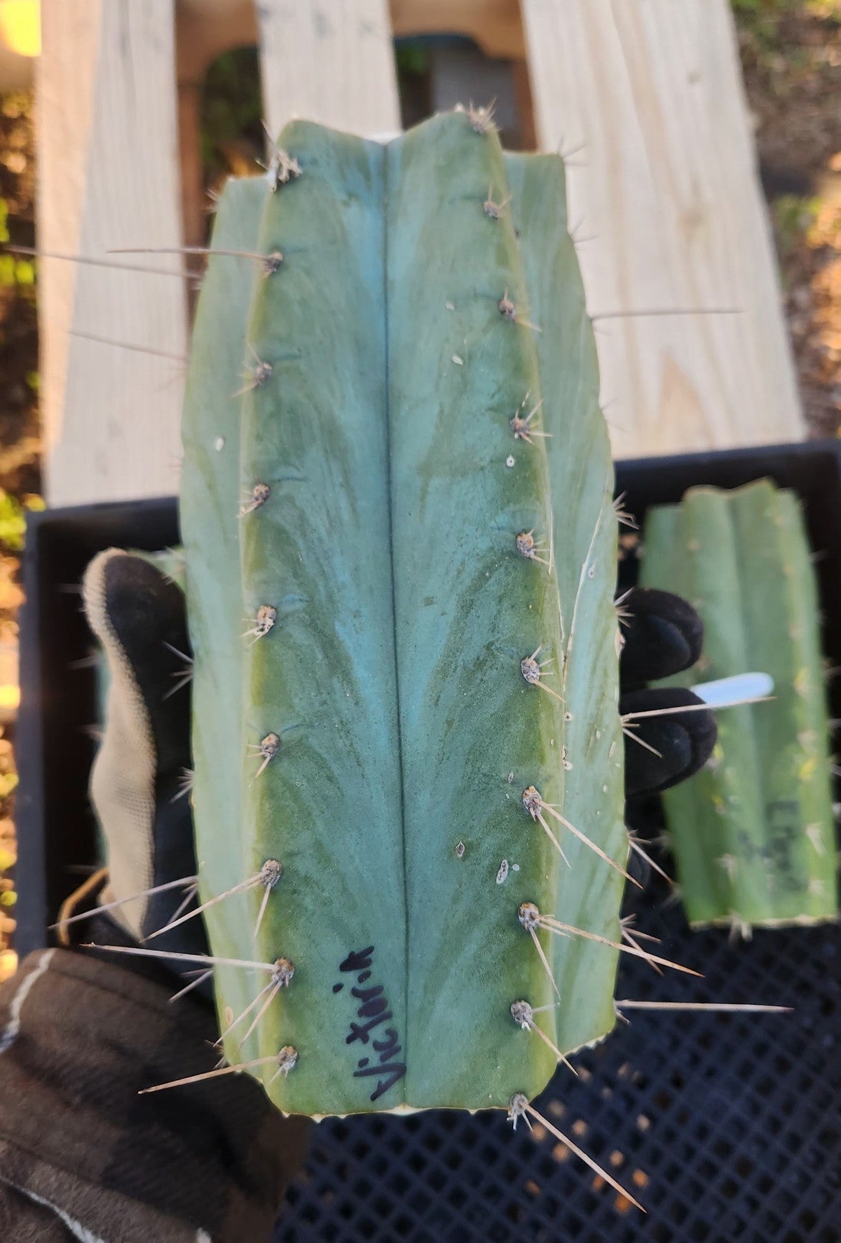 #EC388 EXACT Trichocereus Bargain Mixed Cactus Cutting Lot-Cactus - Large - Exact-The Succulent Source