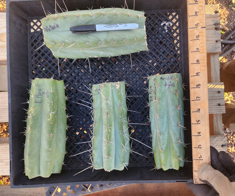 #EC388 EXACT Trichocereus Bargain Mixed Cactus Cutting Lot