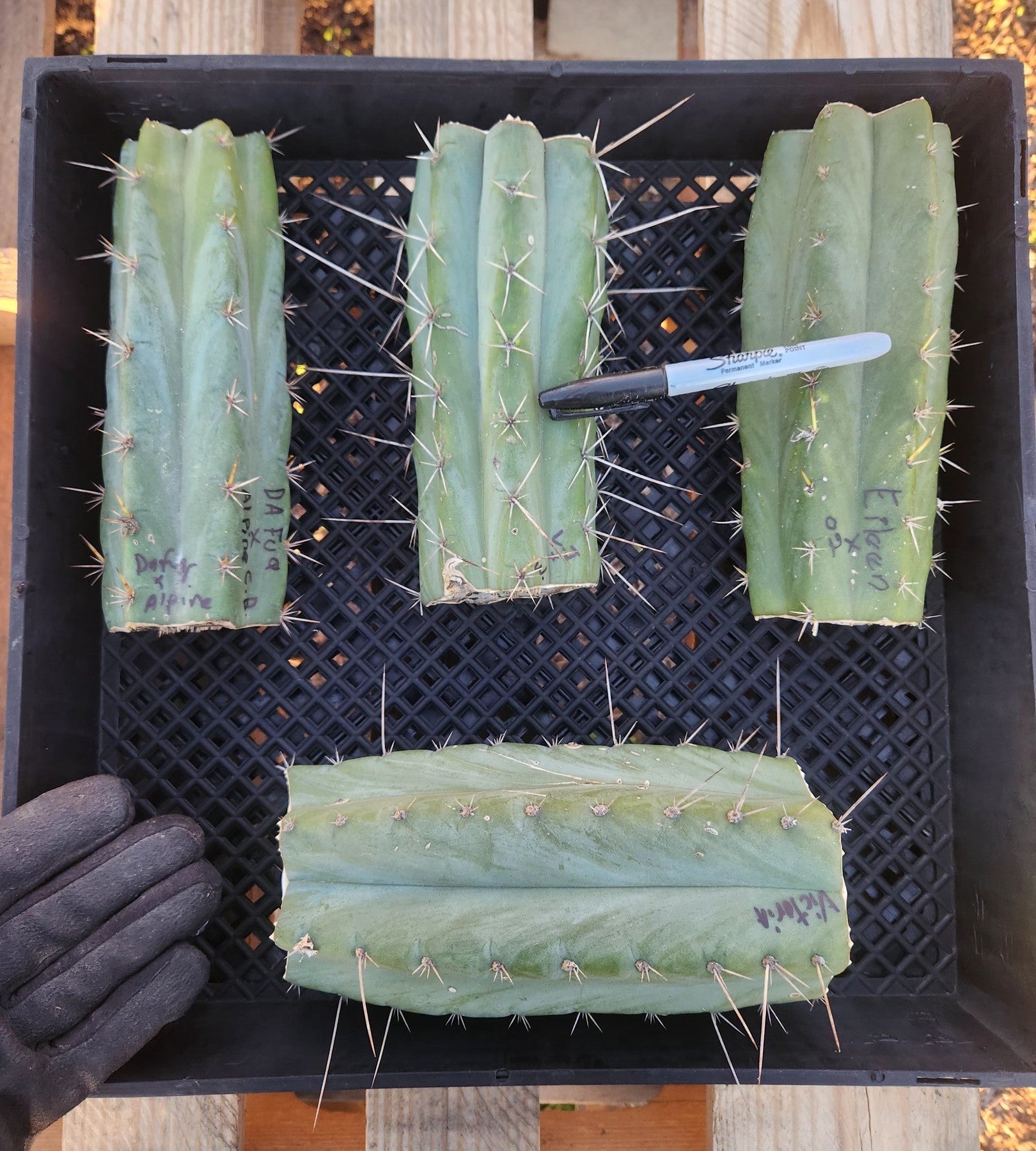 #EC388 EXACT Trichocereus Bargain Mixed Cactus Cutting Lot-Cactus - Large - Exact-The Succulent Source